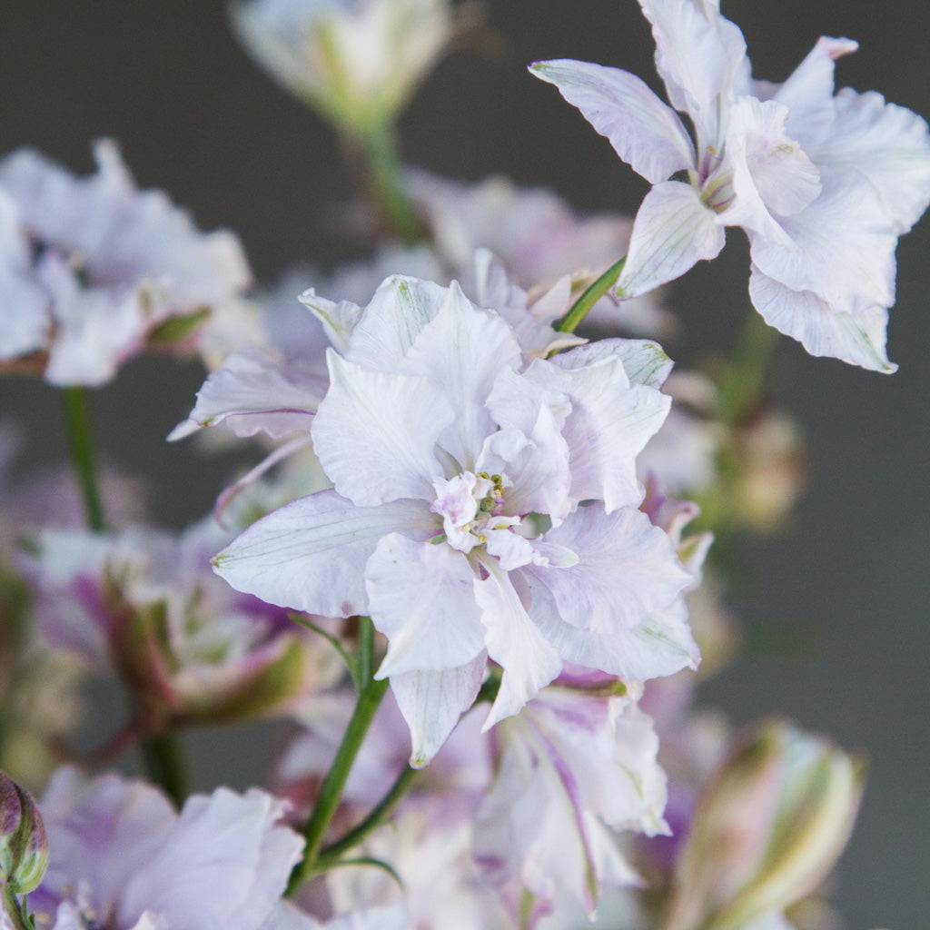 LARKSPUR - Smokey Eyes - PLANTS