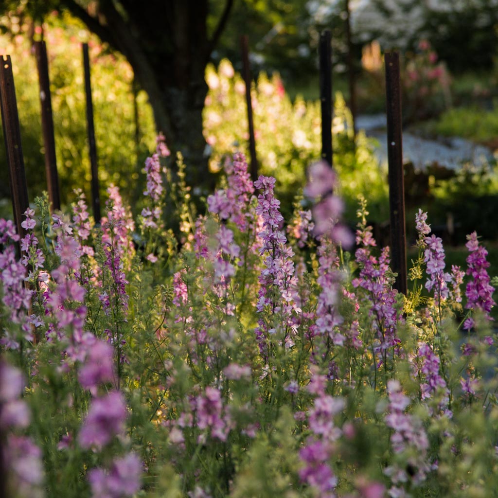 LARKSPUR - Splish Splash - PLANTS
