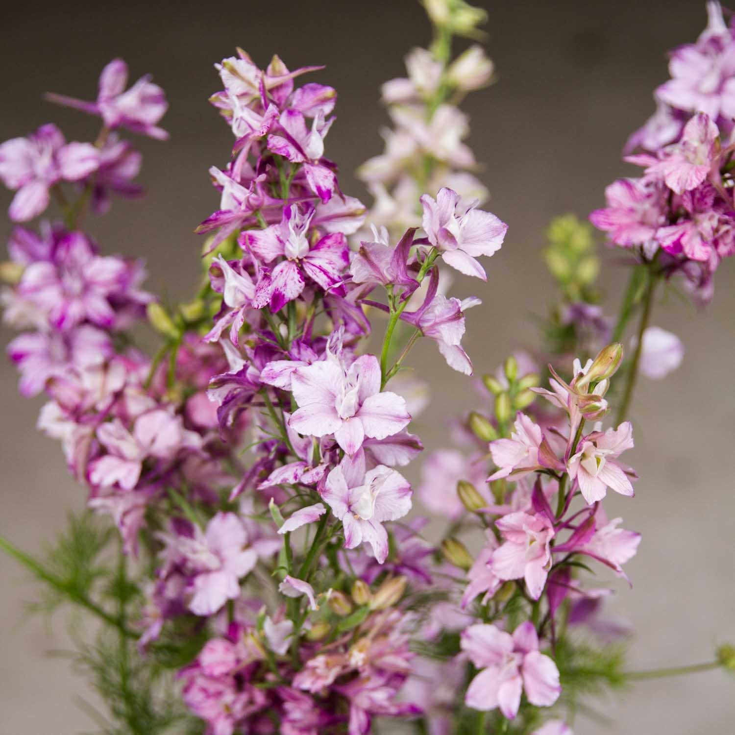 LARKSPUR - Splish Splash - PLANTS
