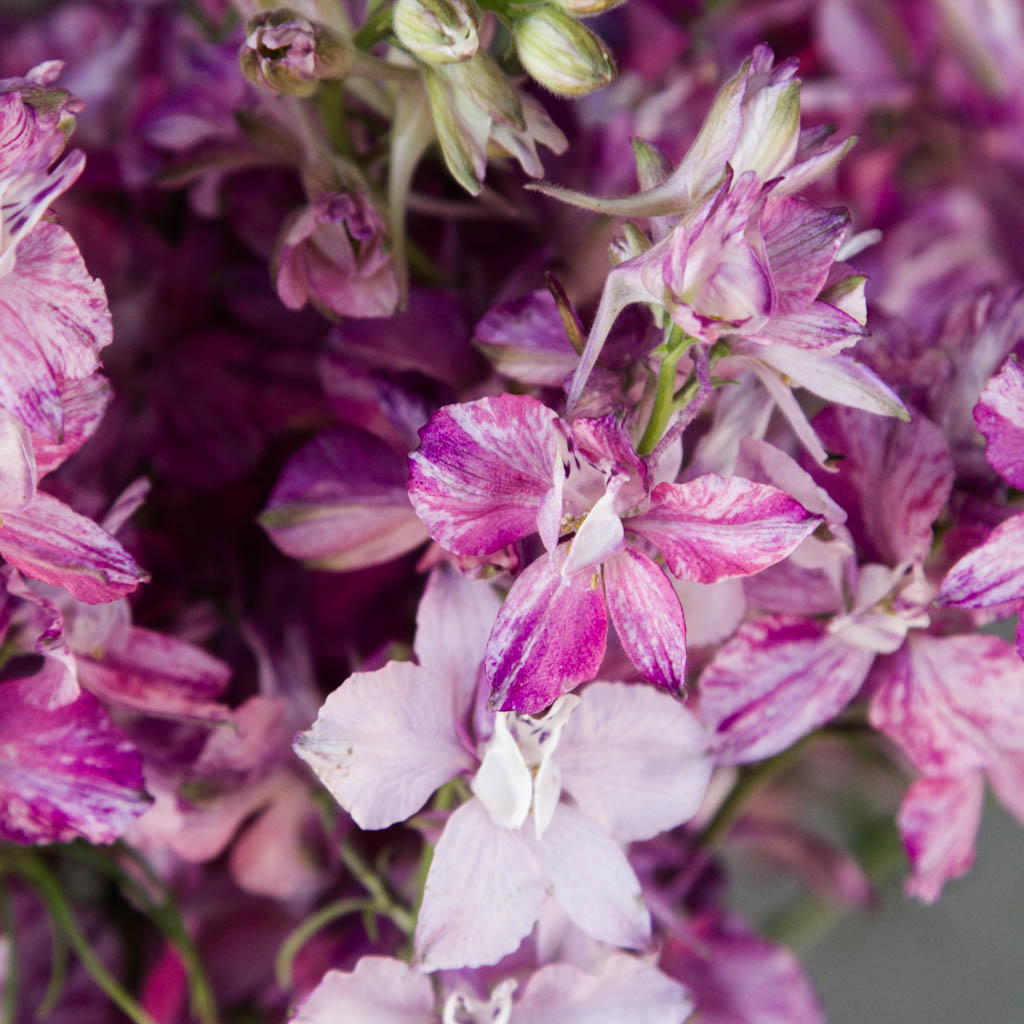 LARKSPUR - Splish Splash - PLANTS