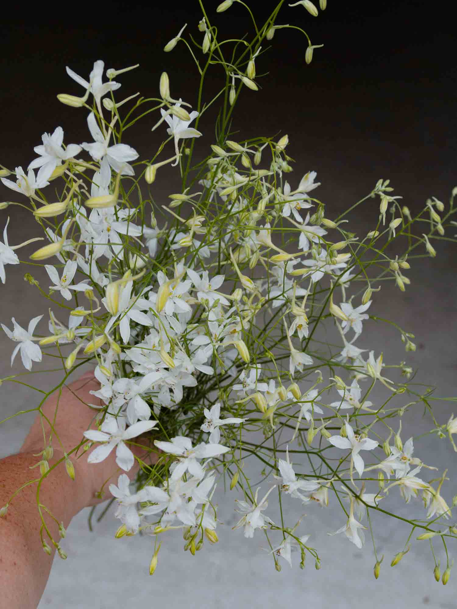 LARKSPUR - White Cloud - PLANTS