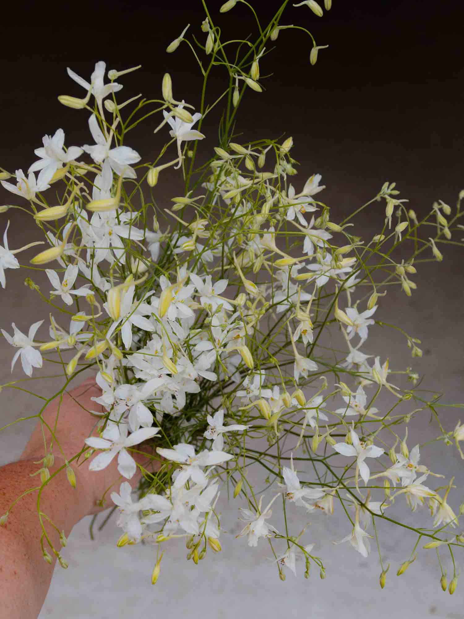 Larkspur - Cloud White