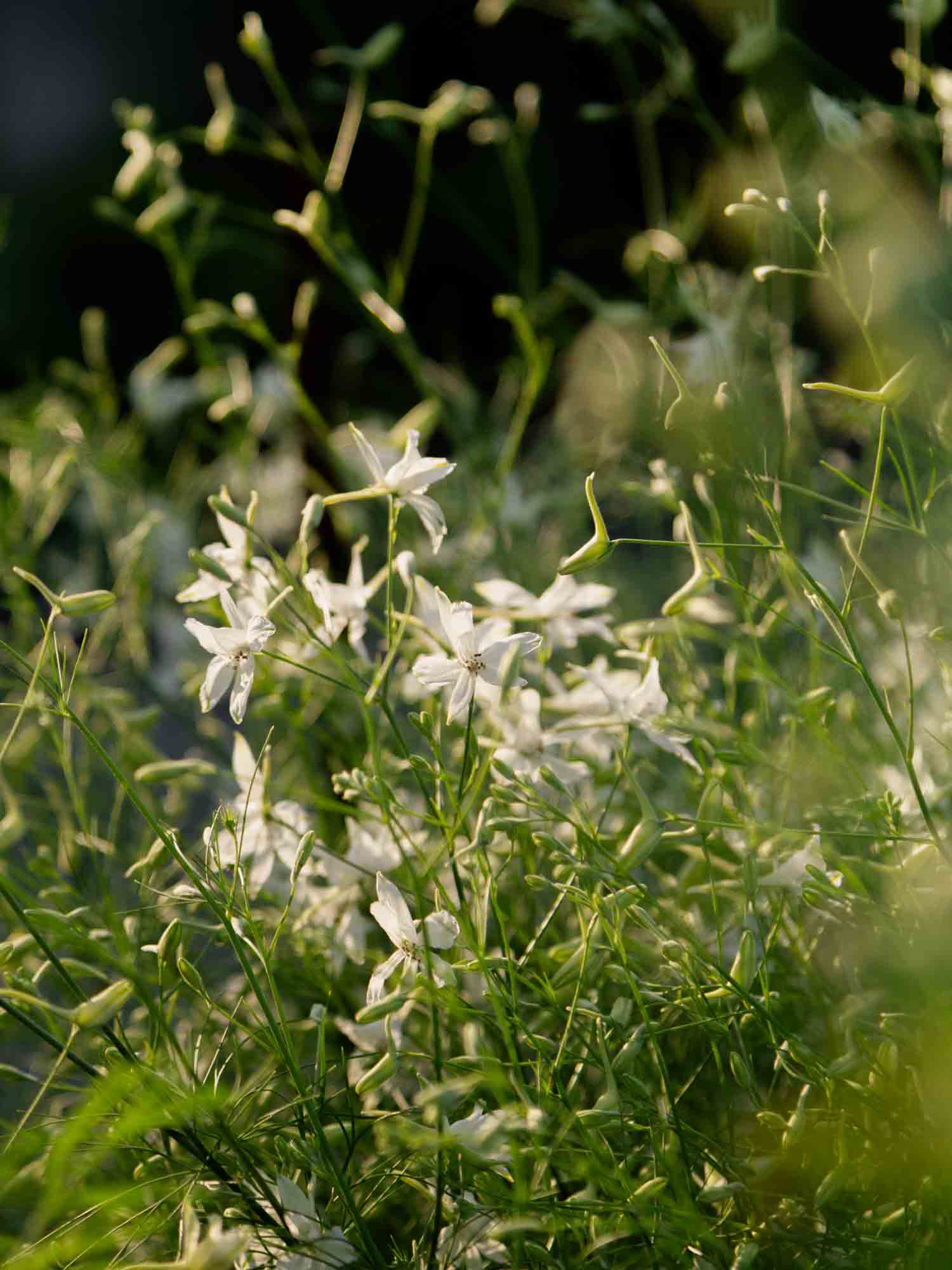 Larkspur - Cloud White
