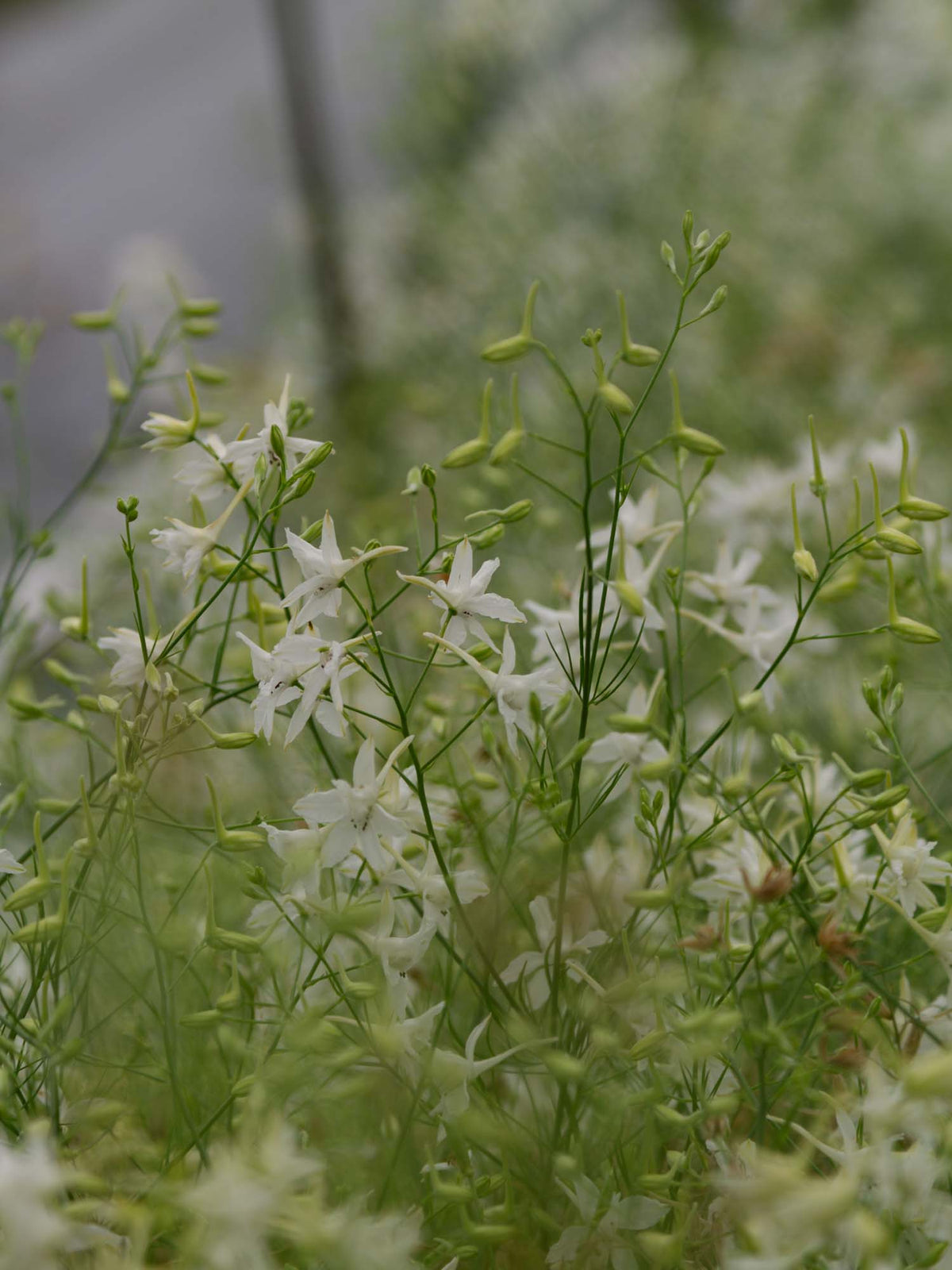 Larkspur - Cloud White