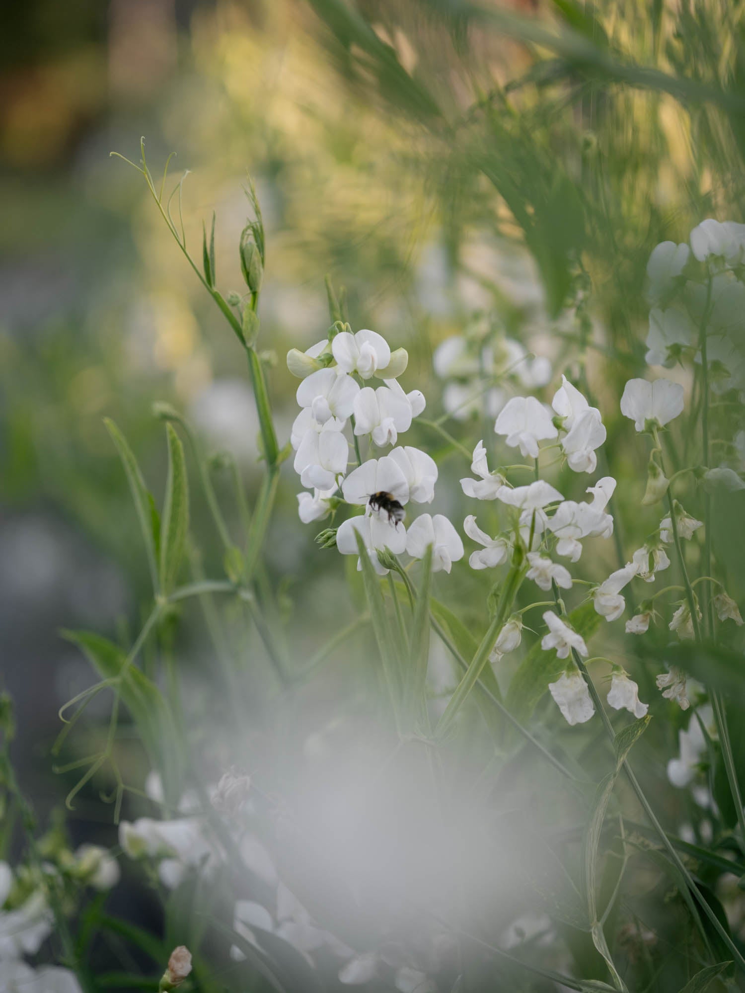 LATHYRUS latifolius - White Pearl - PLANTS