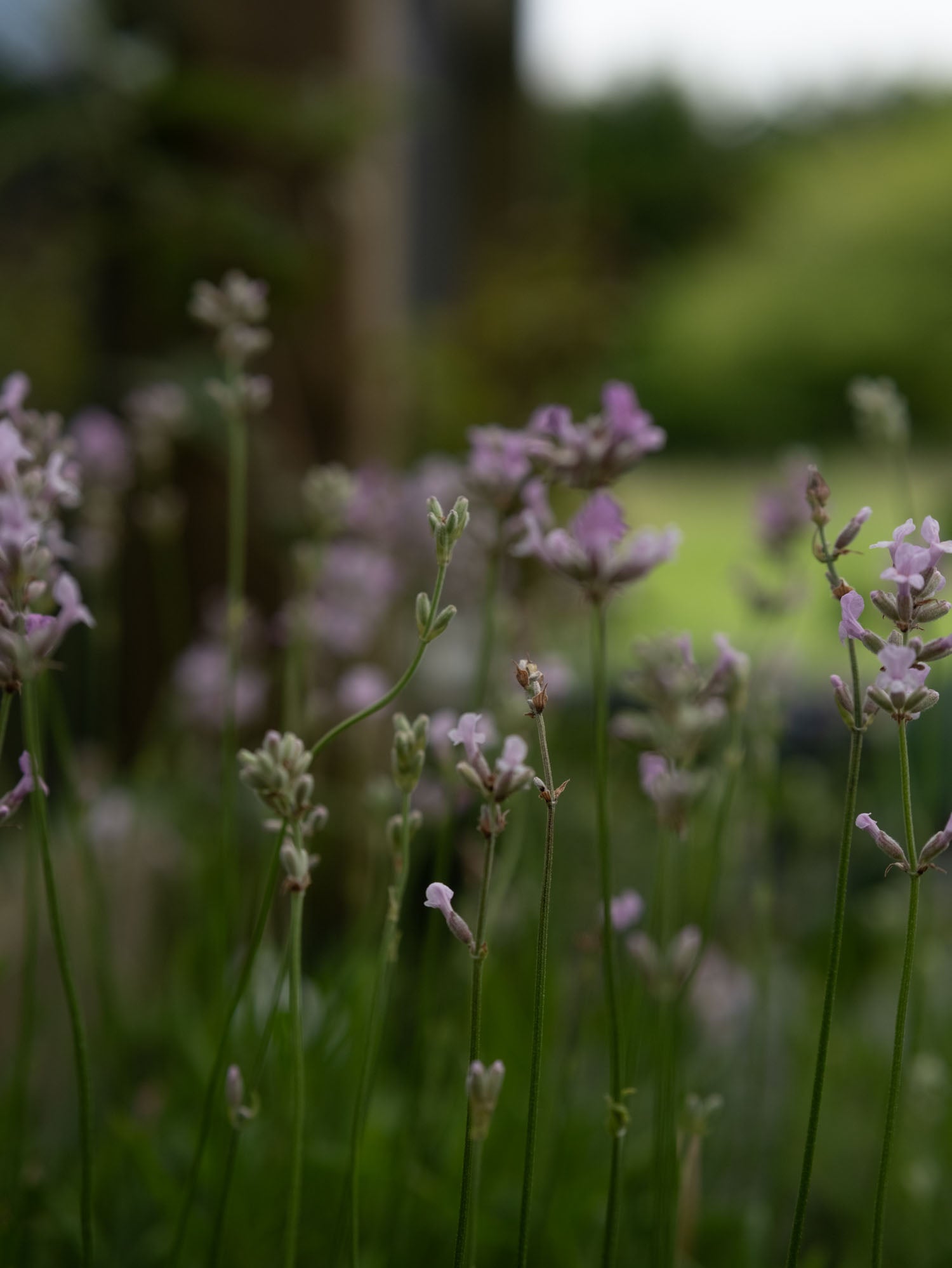 LAVENDER angustifolia - Ellagance Pink - PLANTS