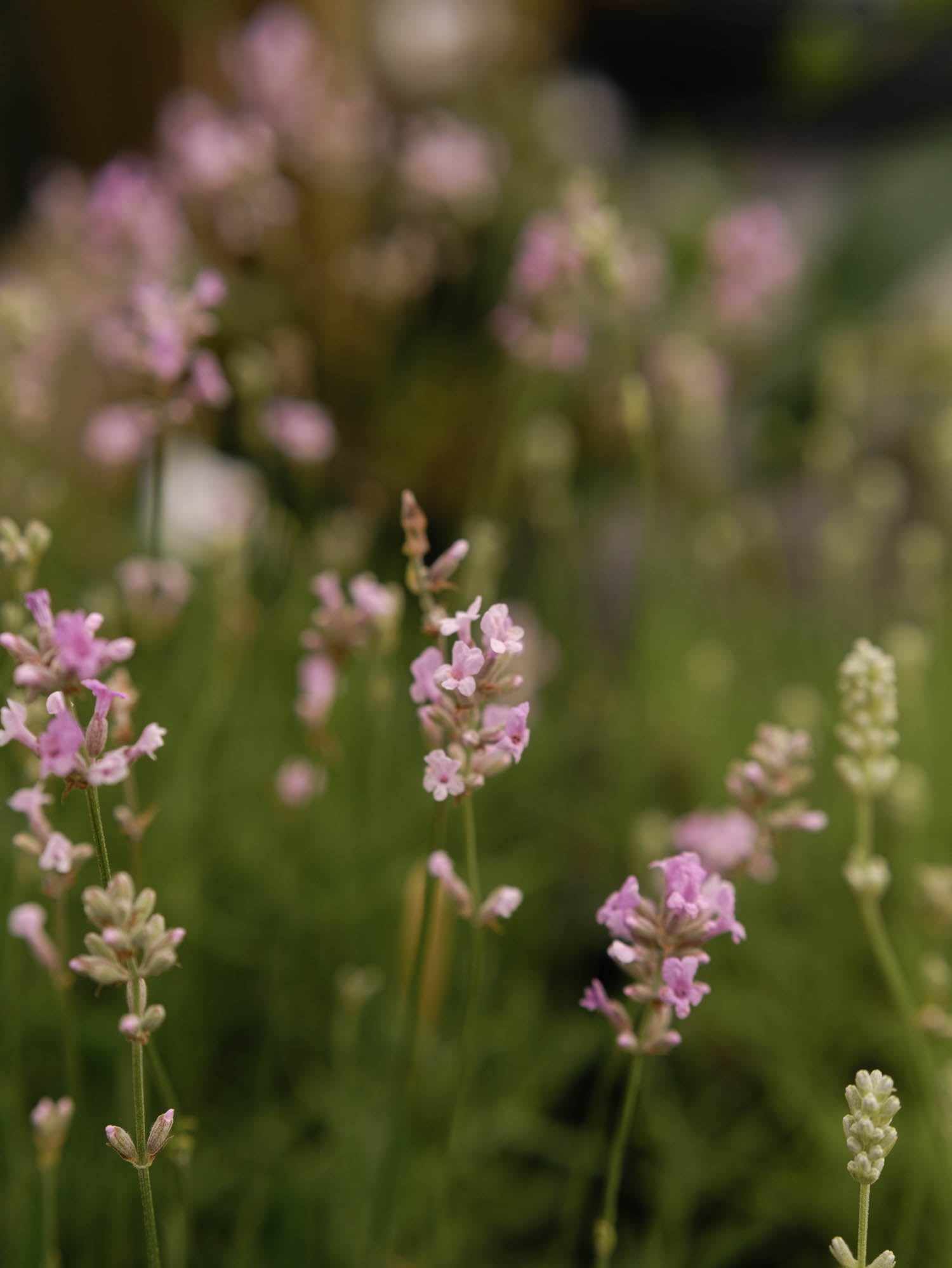 LAVENDER angustifolia - Ellagance Pink - PLANTS