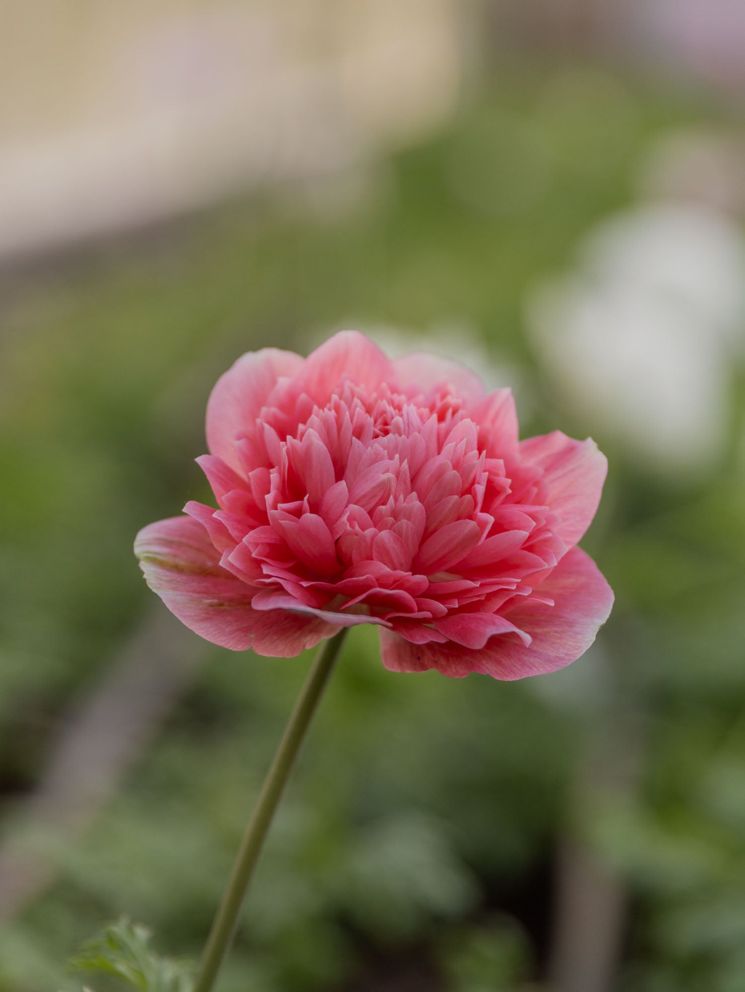 ANEMONE - Levante Rosa - PLANTS