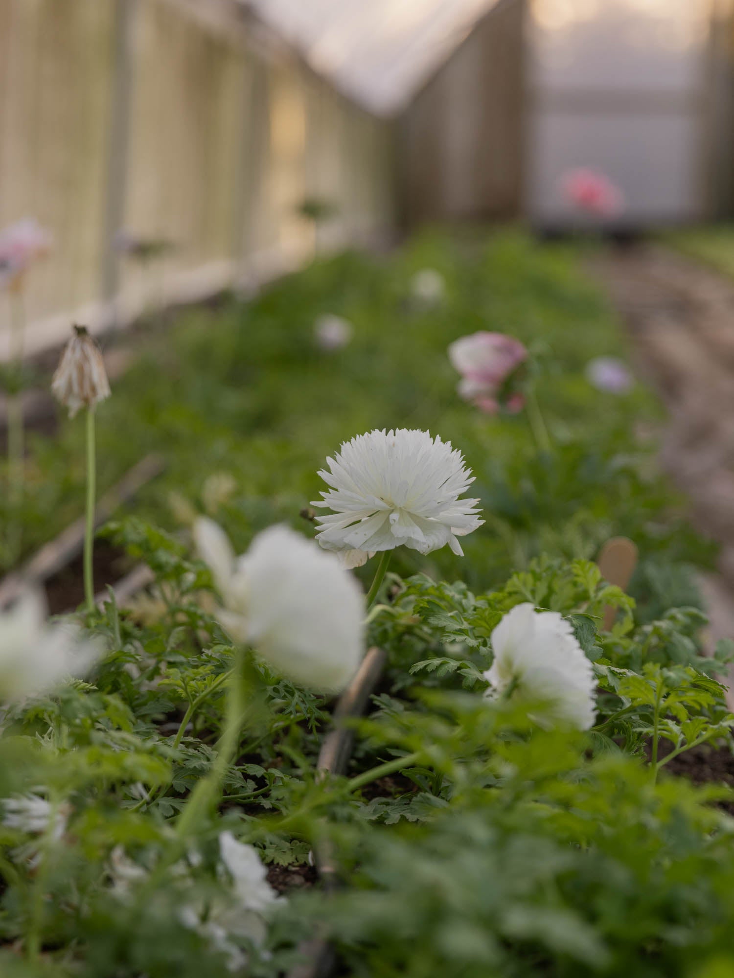 ANEMONE - Levante Bianco - PLANTS