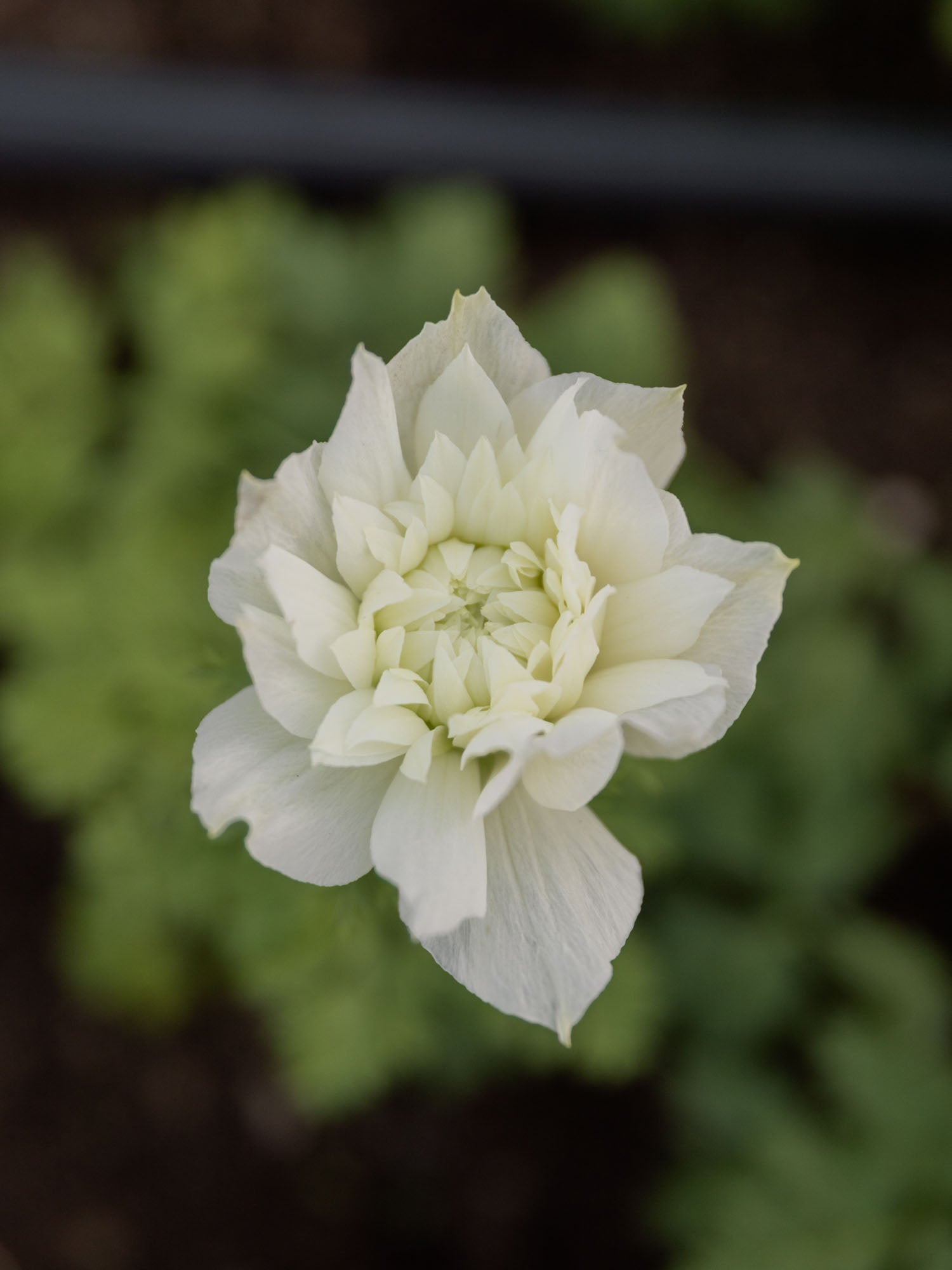 ANEMONE - Levante Bianco - PLANTS