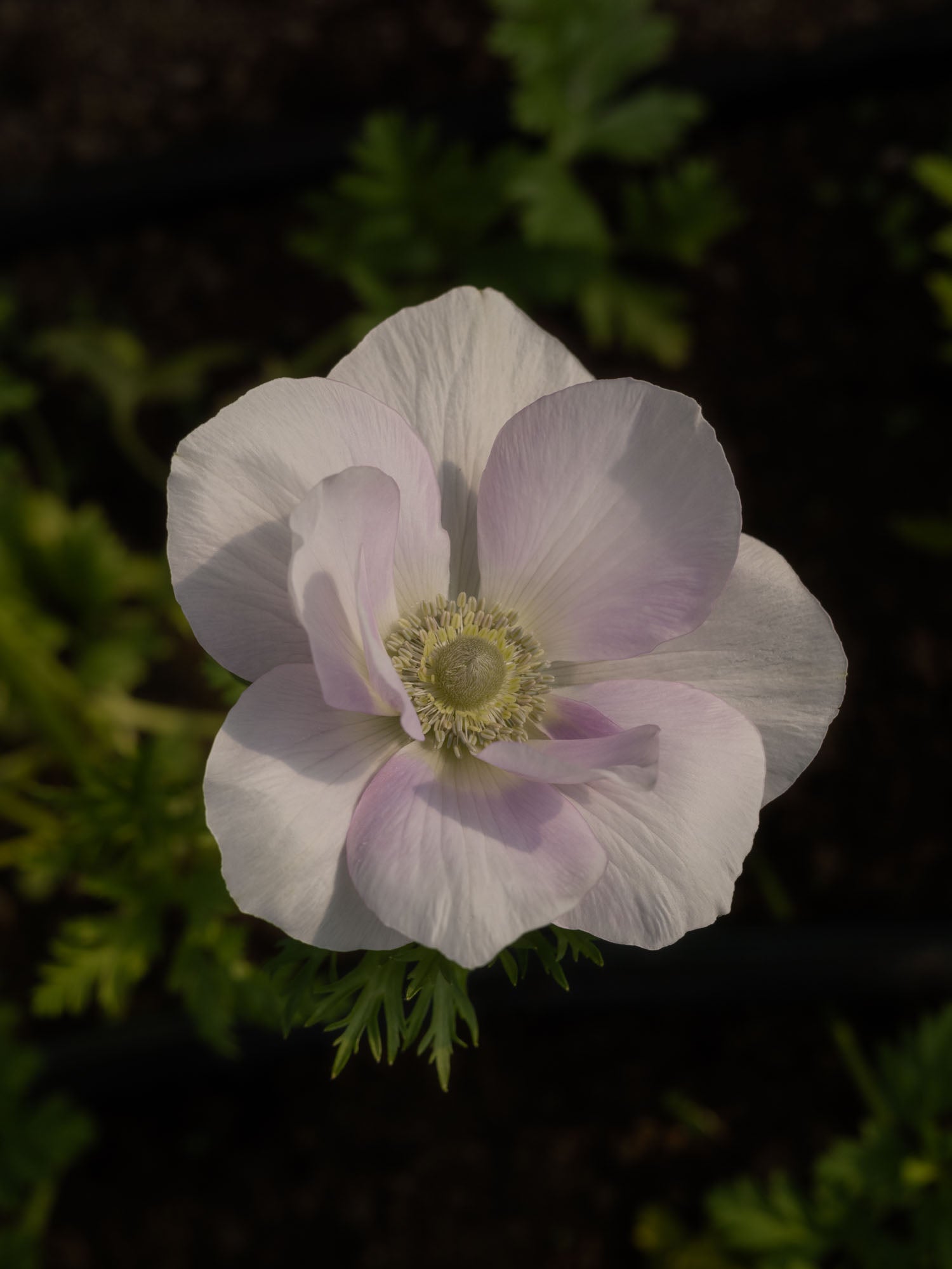 ANEMONE - Pale - PLANTS