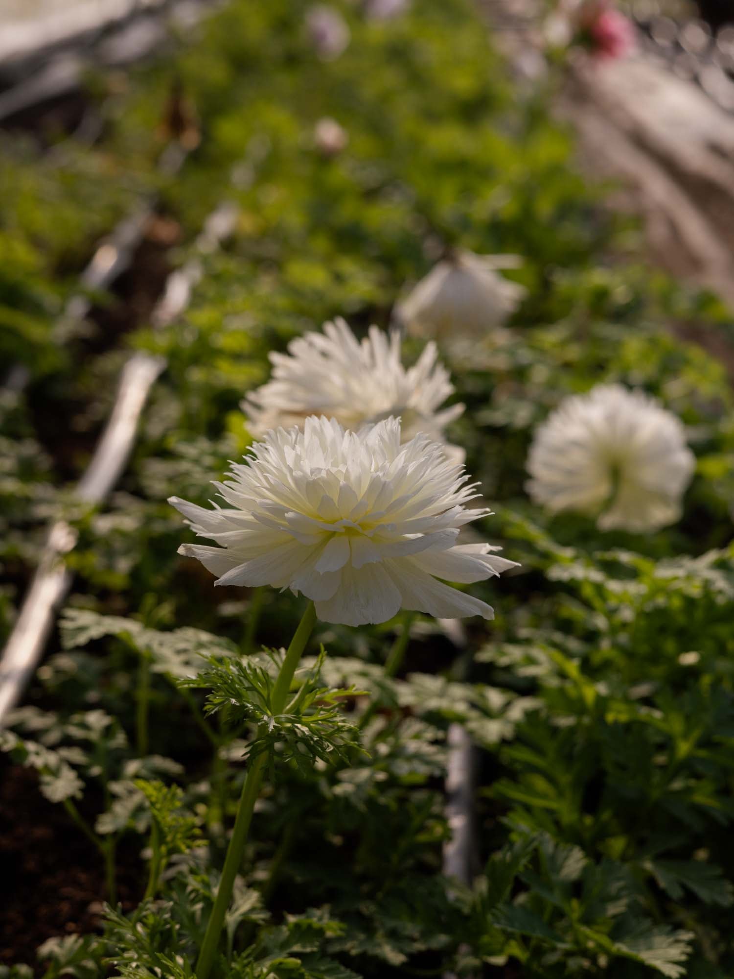 ANEMONE - Levante Bianco - PLANTS