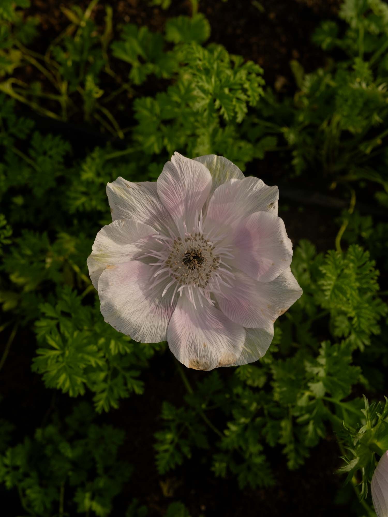 ANEMONE - Pale - PLANTS