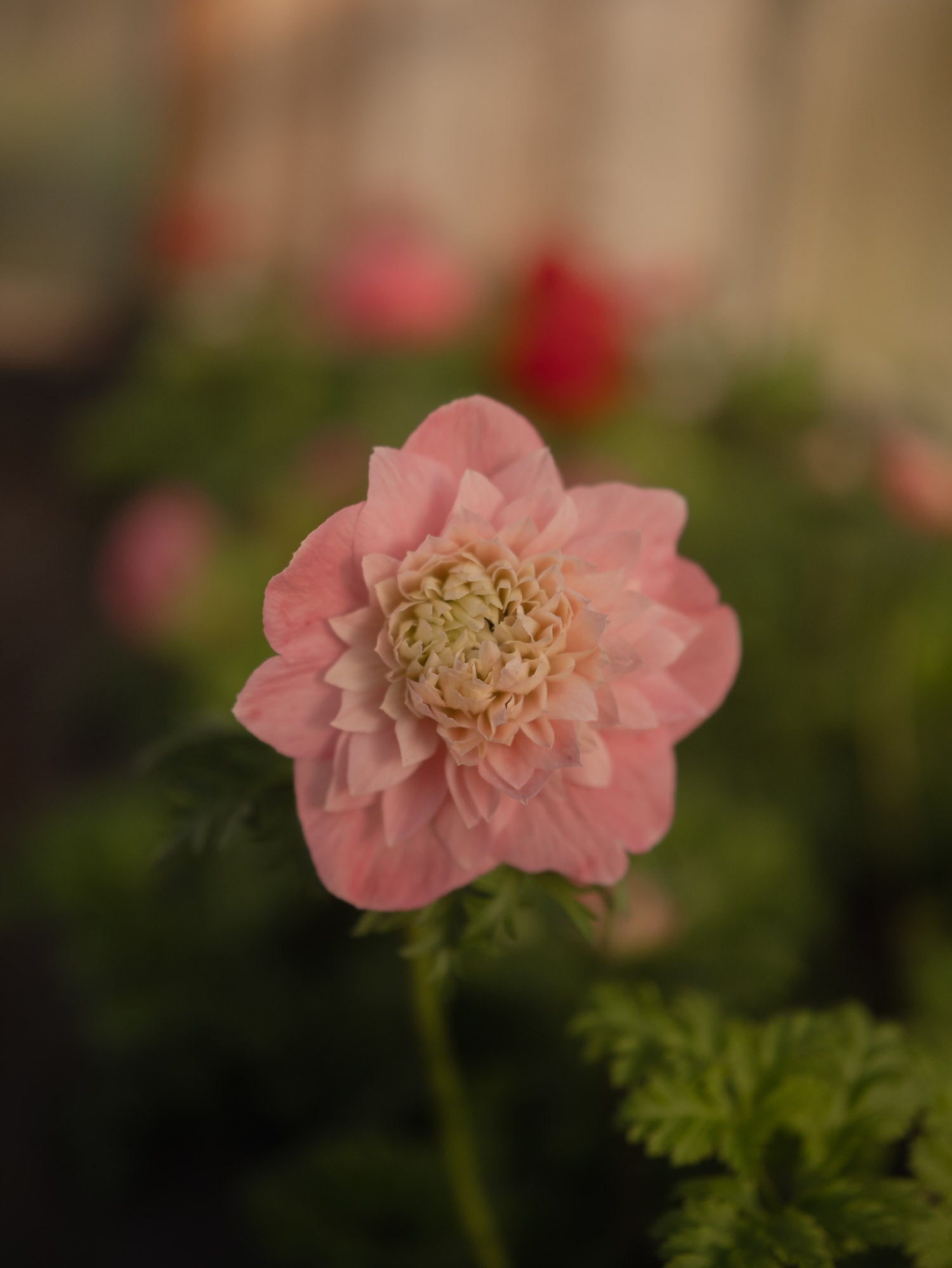 ANEMONE - Levante Rosa - PLANTS