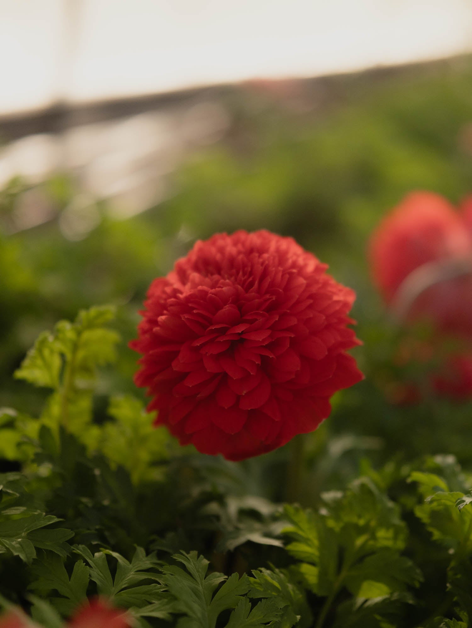 ANEMONE - Levante Rosso (RED)