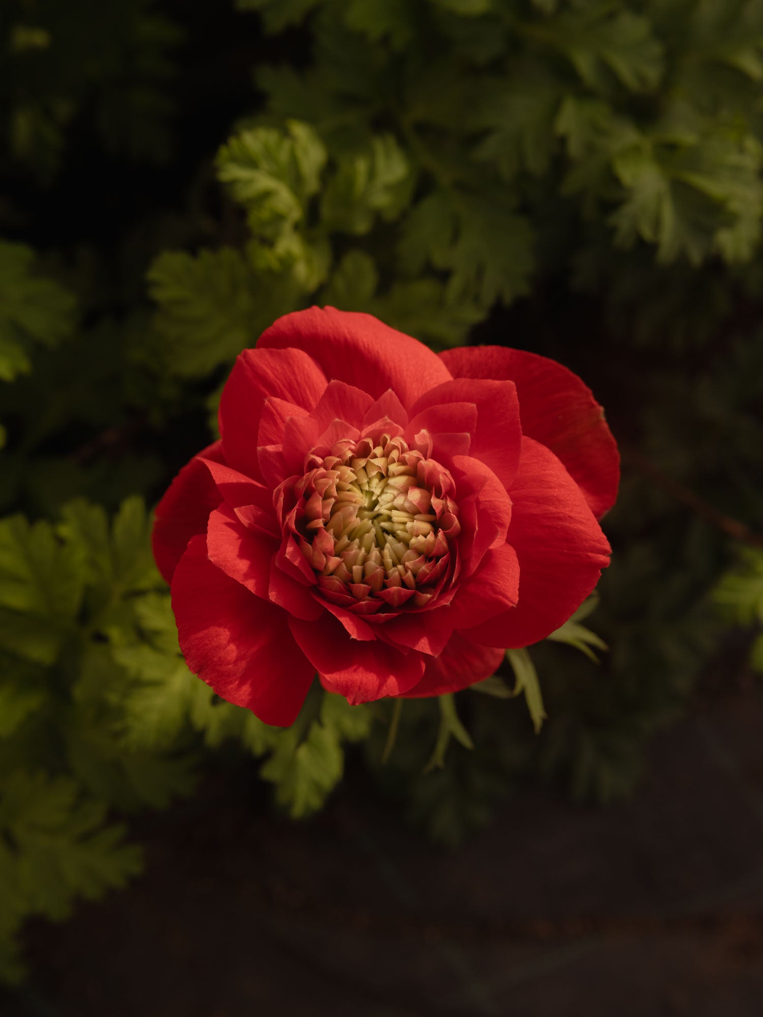 ANEMONE - Levante Rosso (RED)