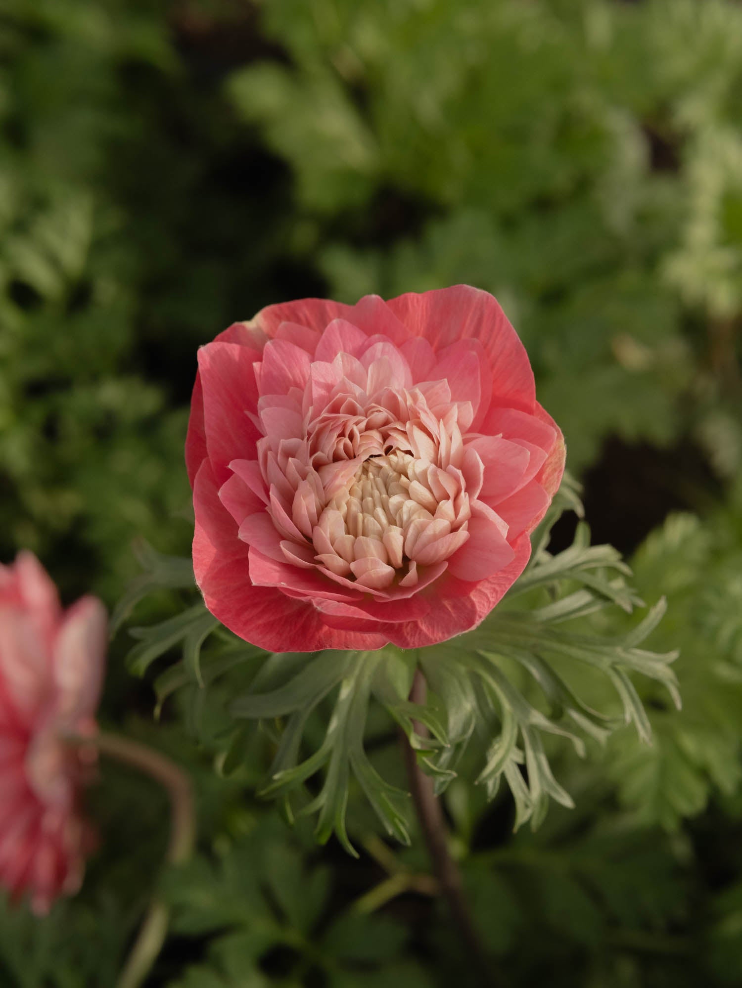 ANEMONE - Levante Rosa - PLANTS
