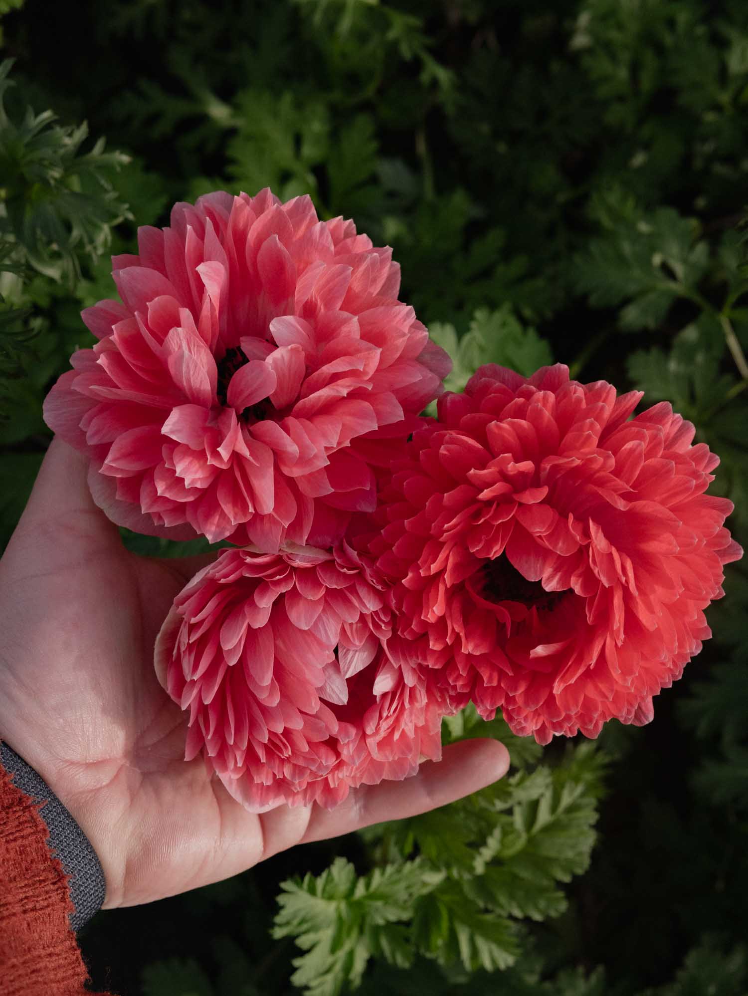 ANEMONE - Levante Rosa - PLANTS