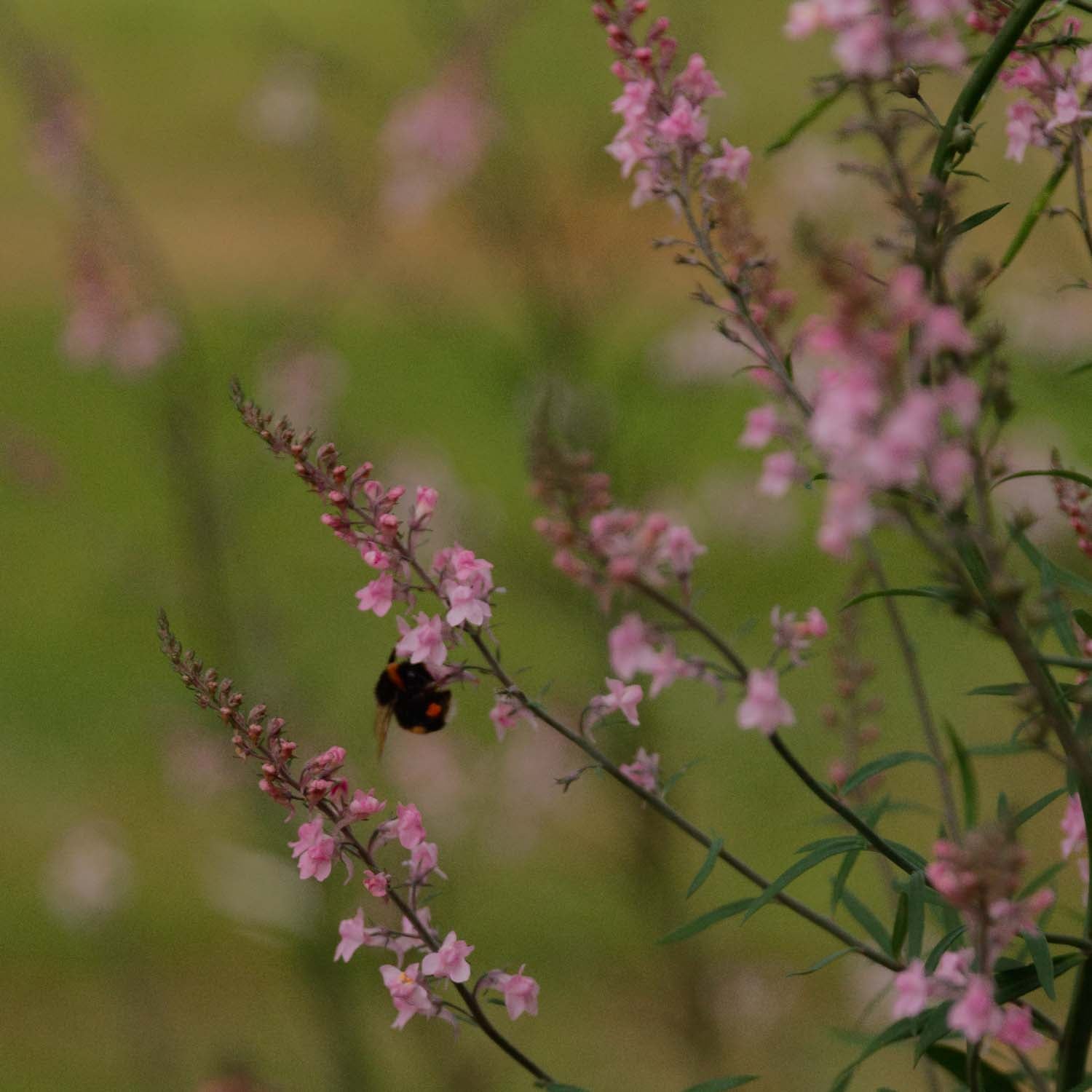 canon plants LINARIA - Canon Went