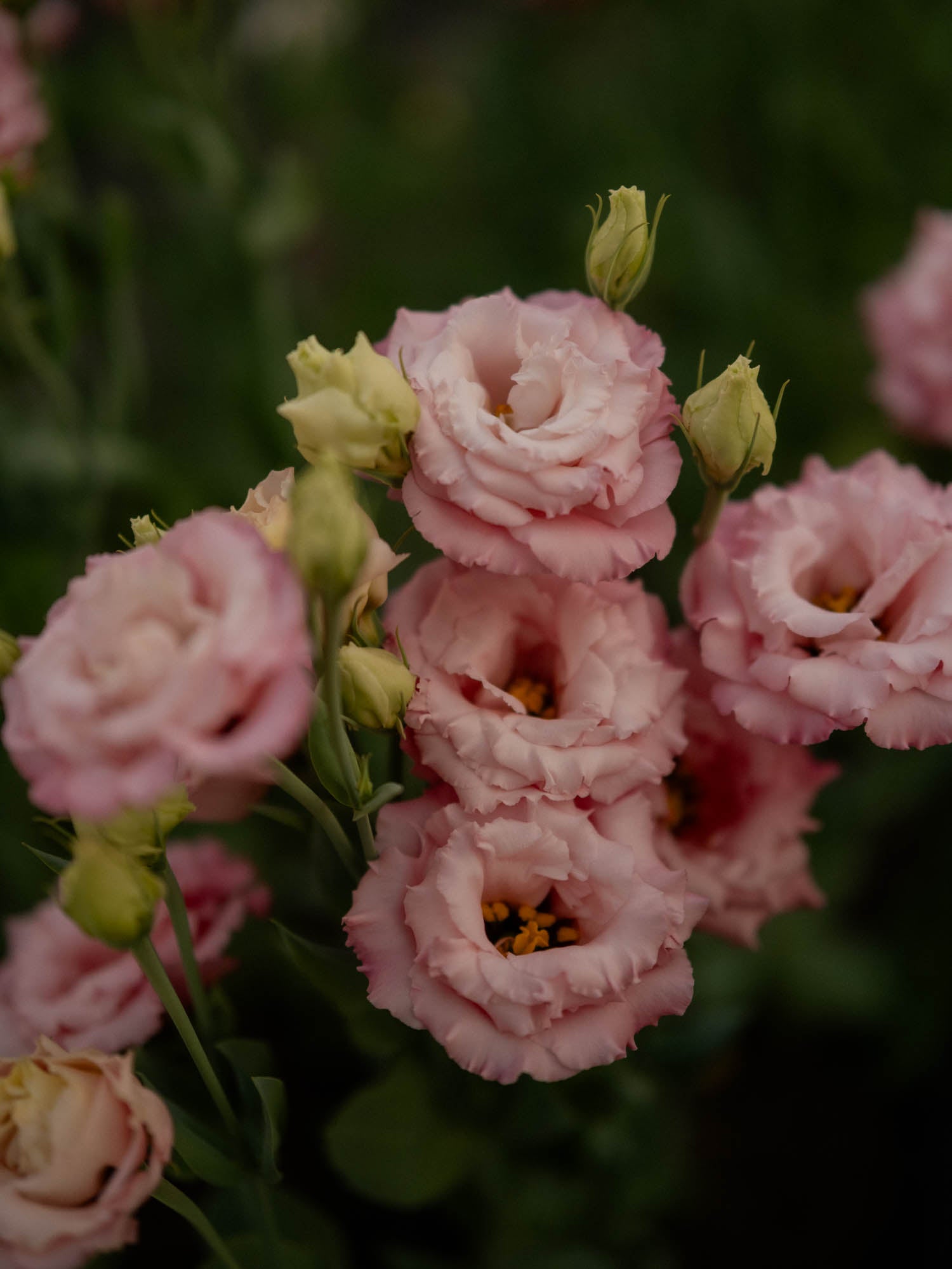 Lisianthus - Corelli ROSE - PLANTS