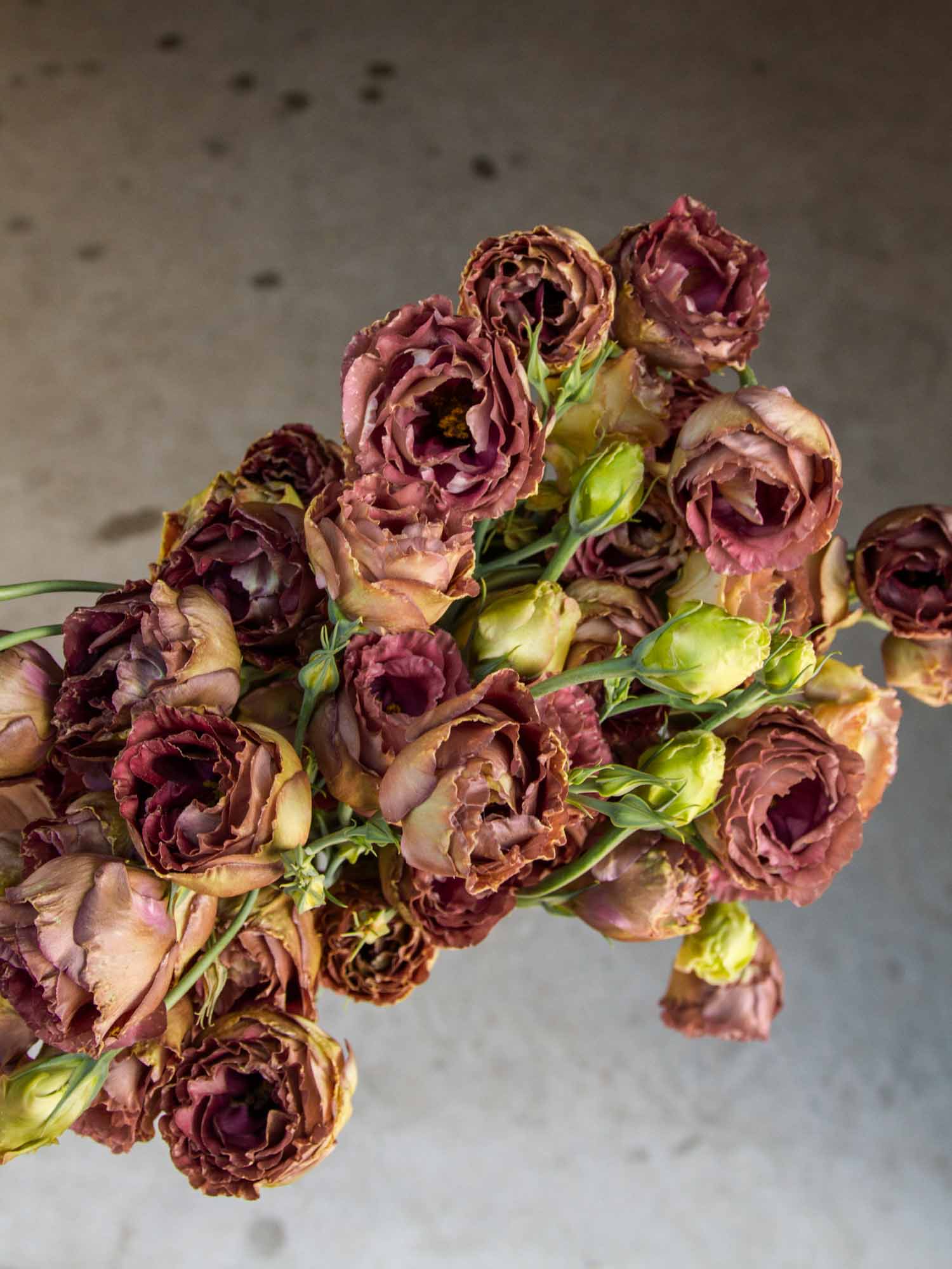 Lisianthus - Rosanne Terracotta - PLANTS