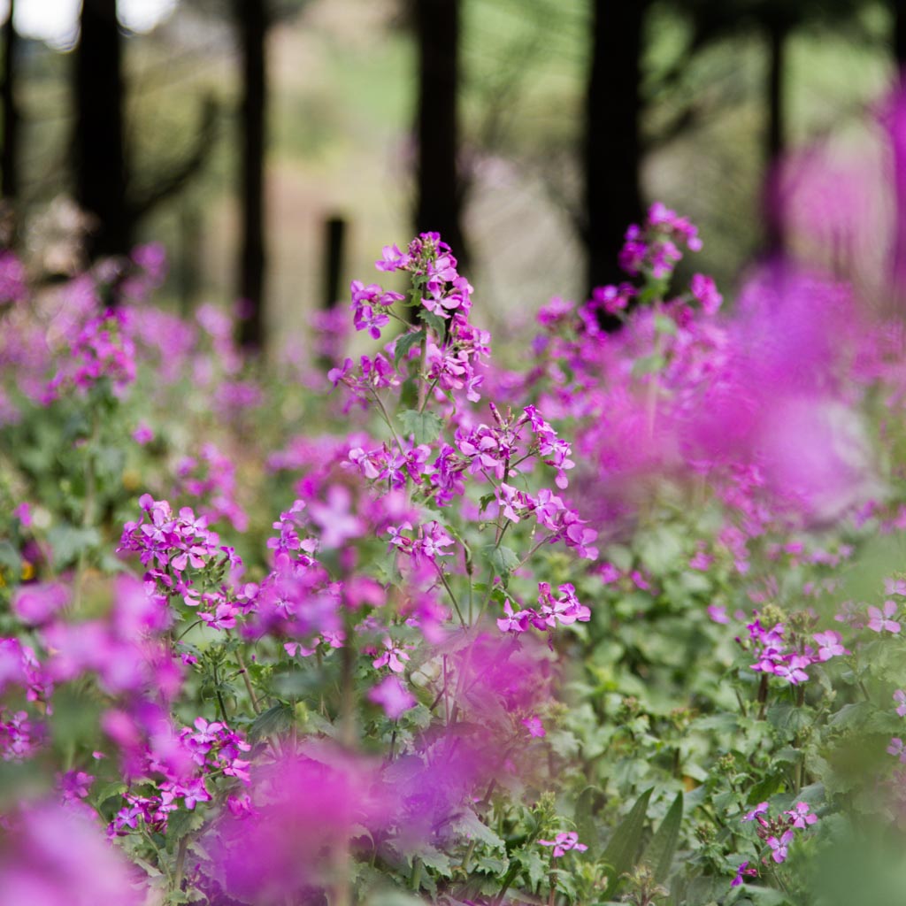 LUNARIA - Honesty - PLANTS