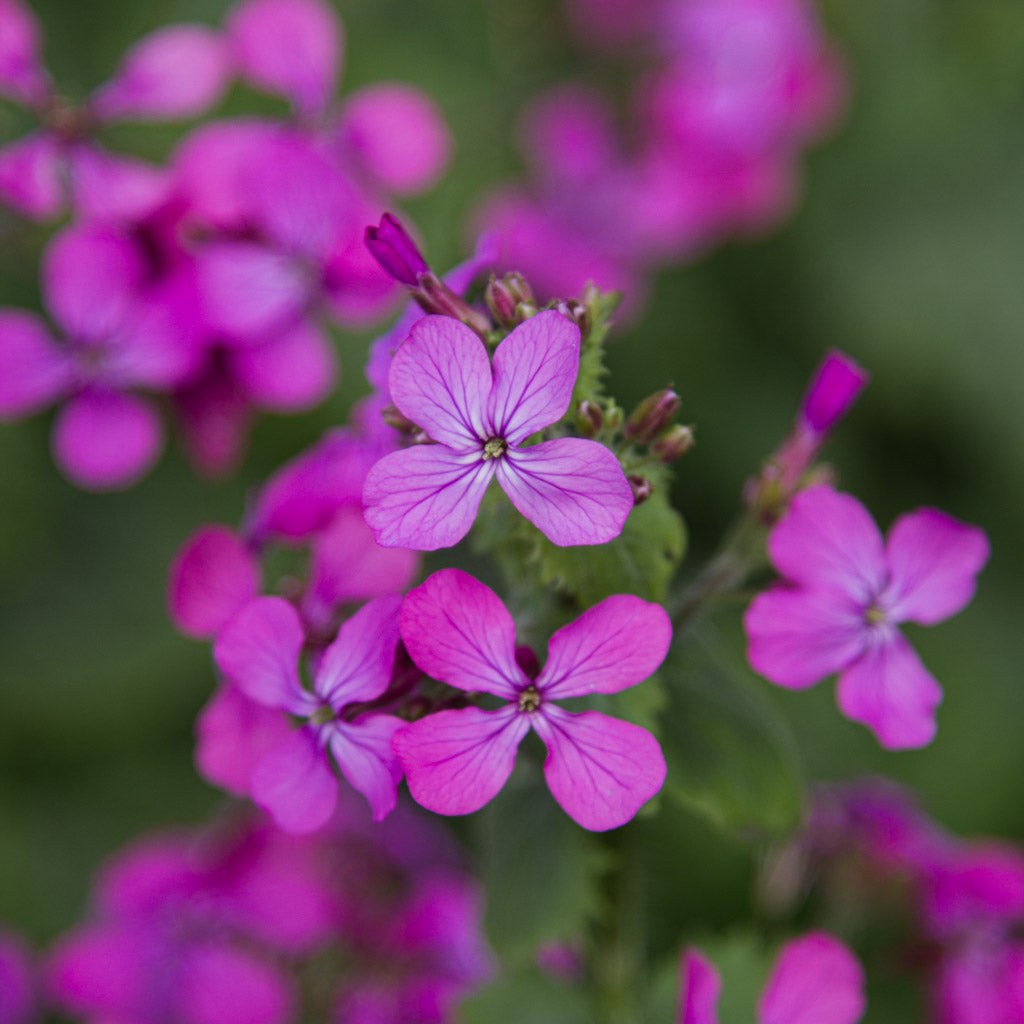 LUNARIA - Honesty - PLANTS