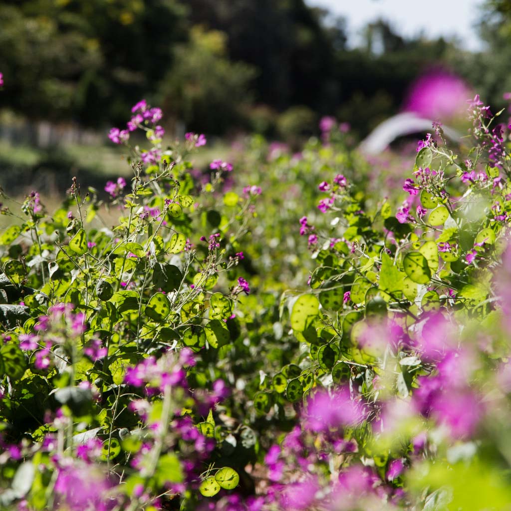LUNARIA - Honesty - PLANTS