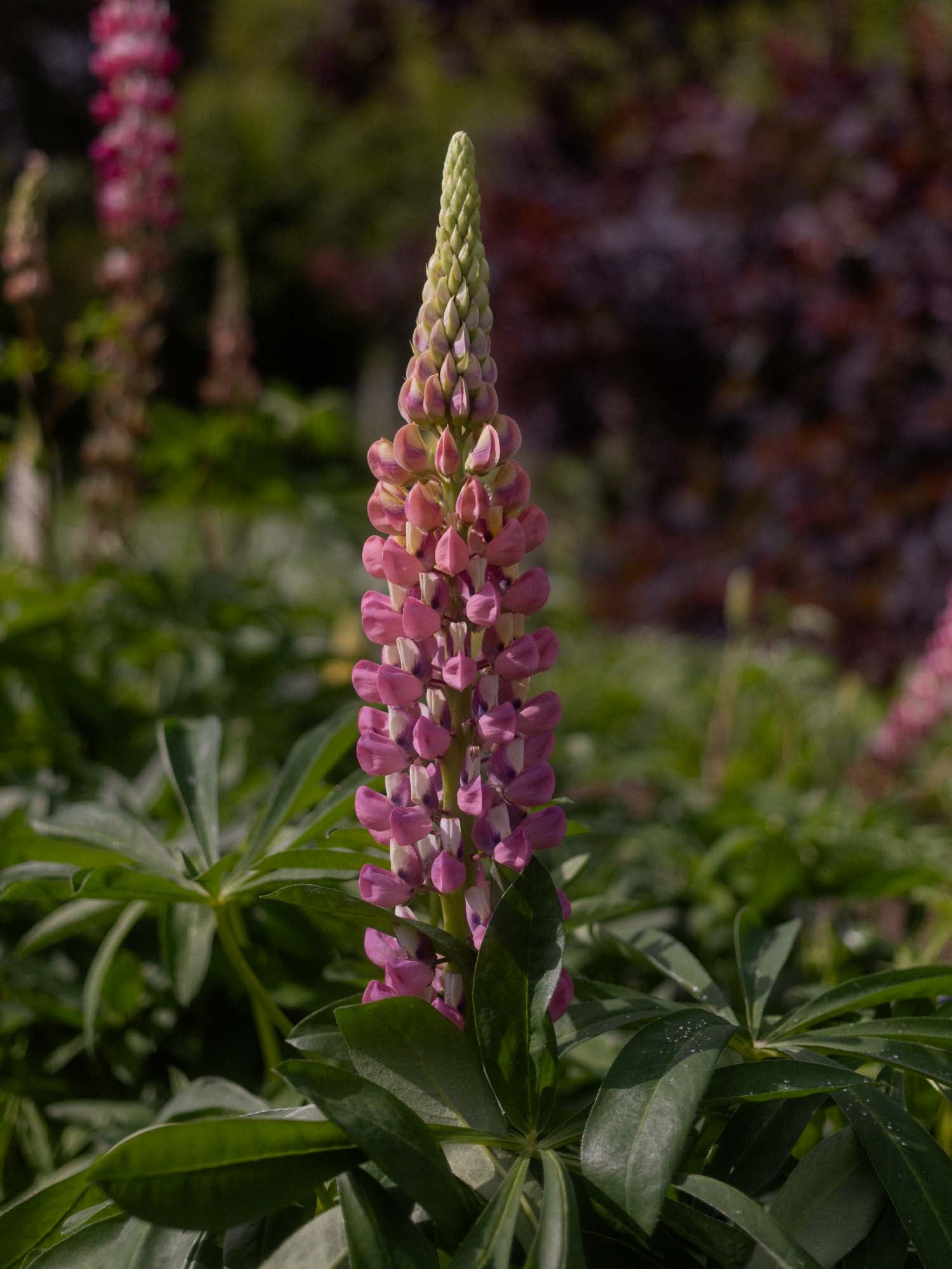 LUPIN - The Chatelaine - PLANTS