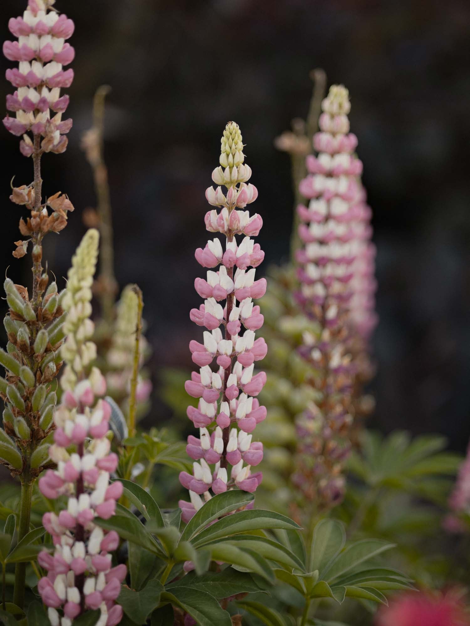 LUPIN - The Chatelaine - PLANTS