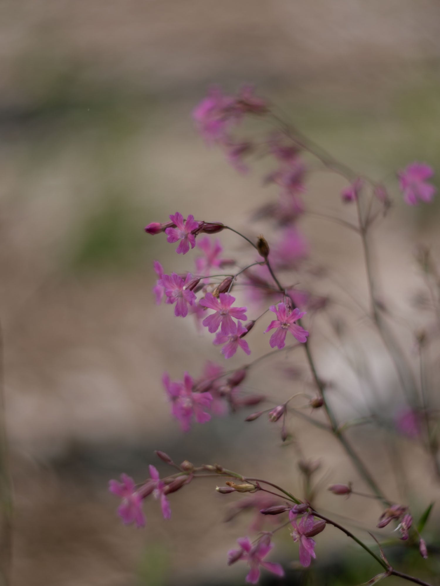 LYCHNIS atropurpurea - PLANTS
