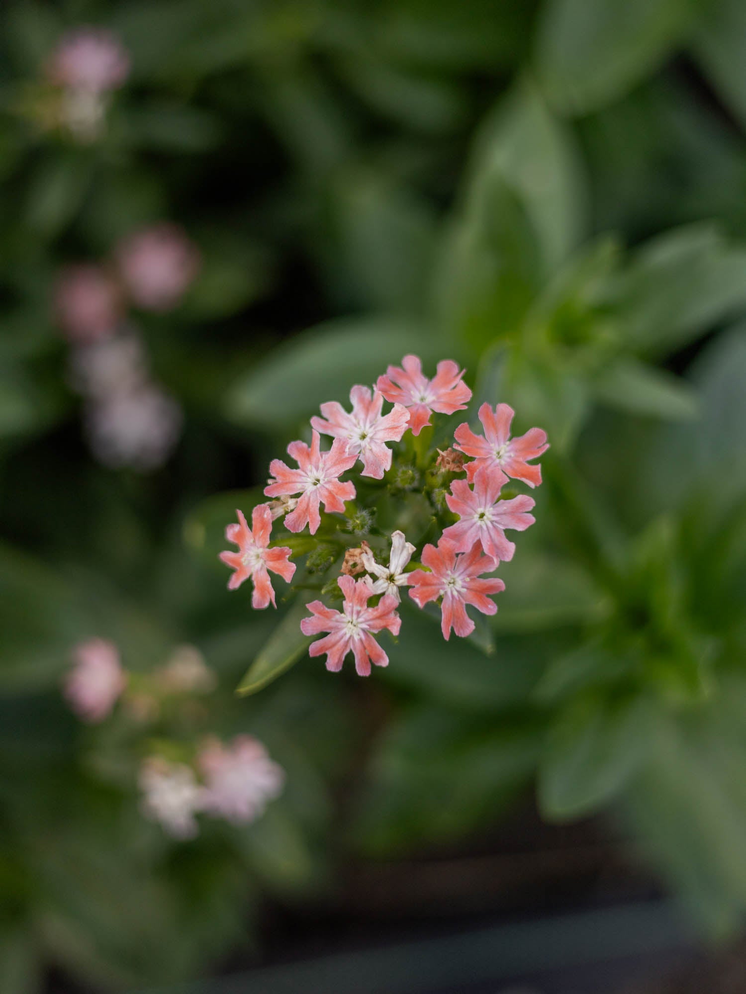 LYCHNIS chalcedonica - Carnea - PLANTS