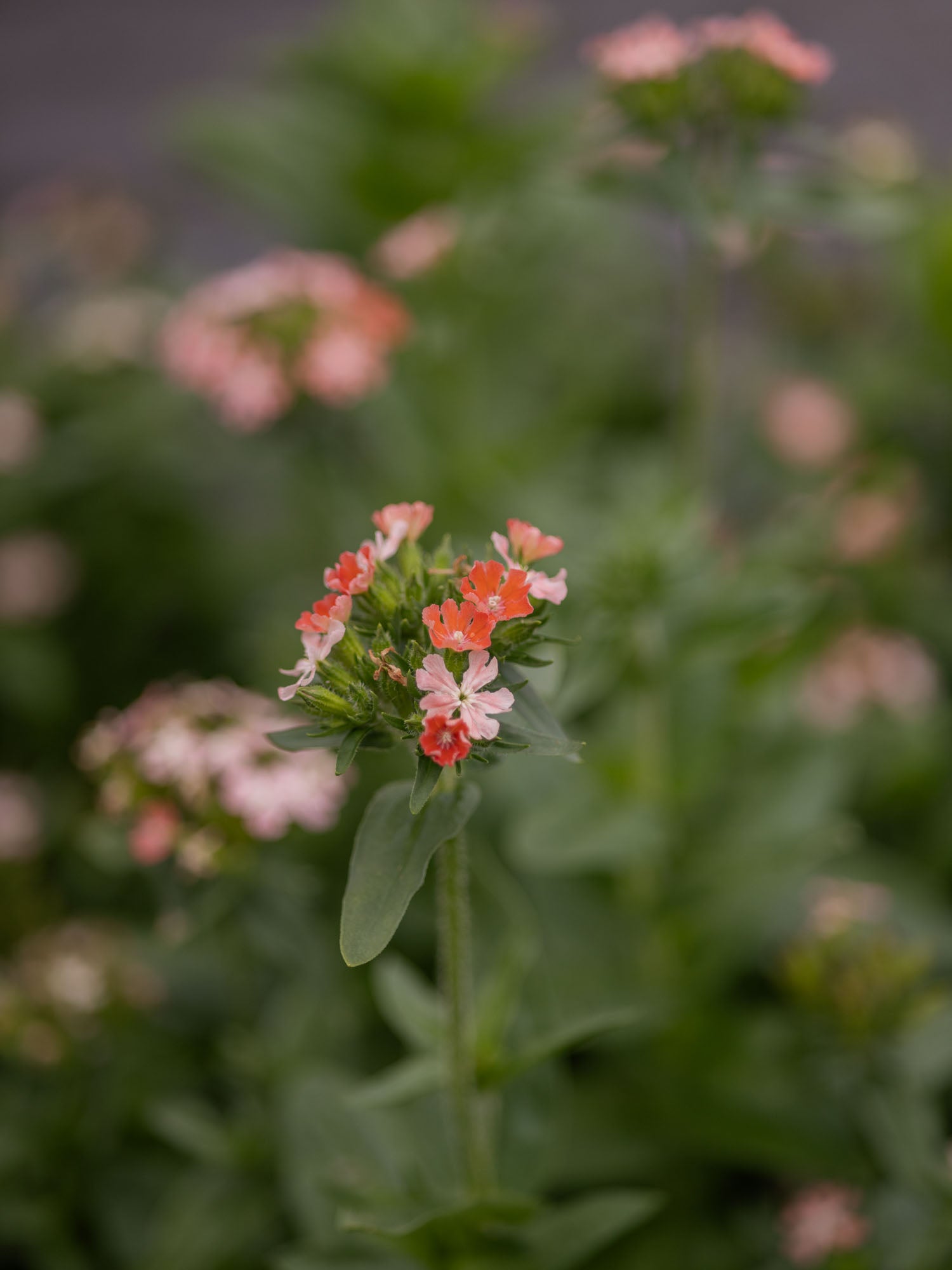 LYCHNIS chalcedonica - Carnea - PLANTS