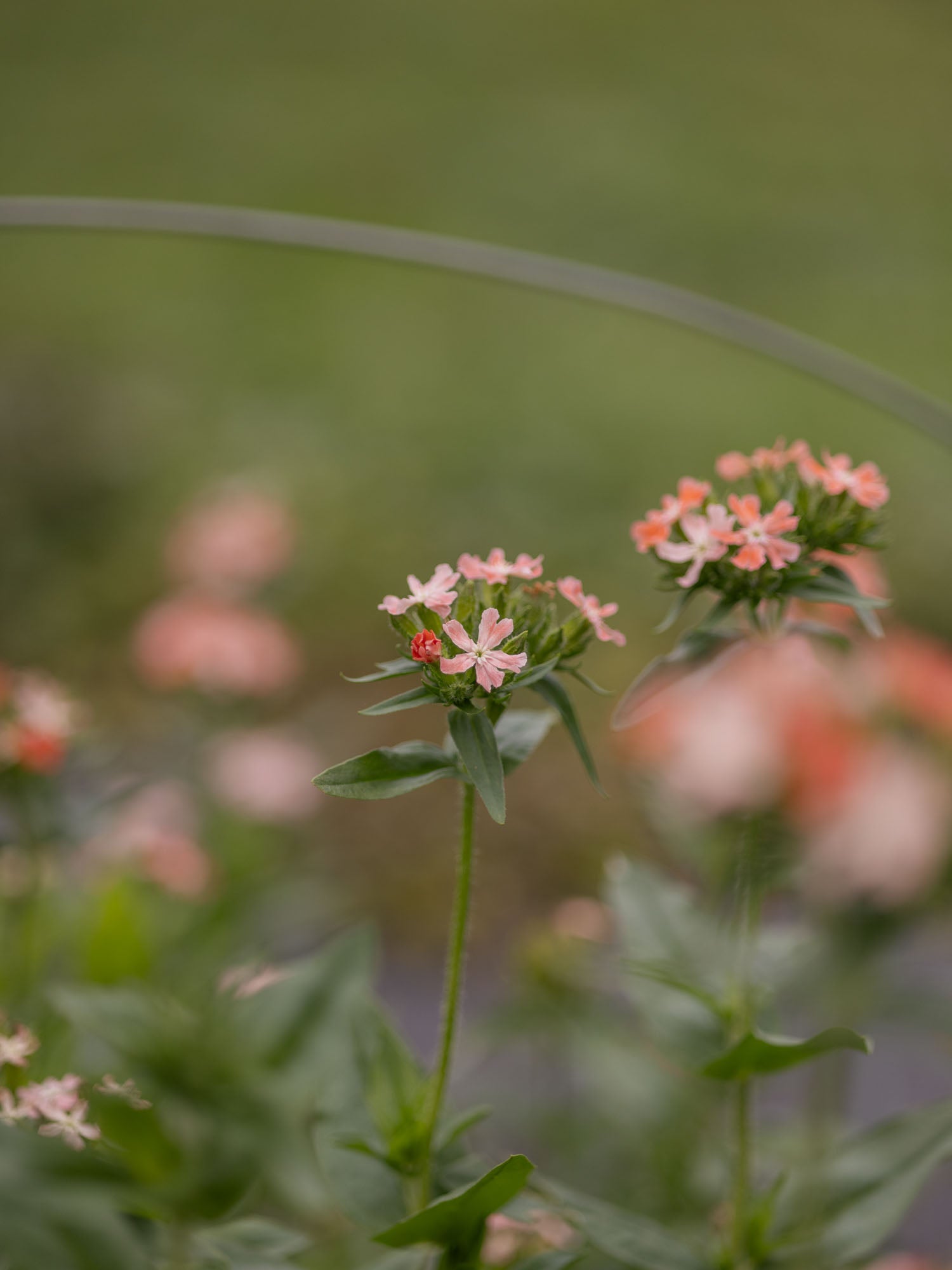 LYCHNIS chalcedonica - Carnea - PLANTS