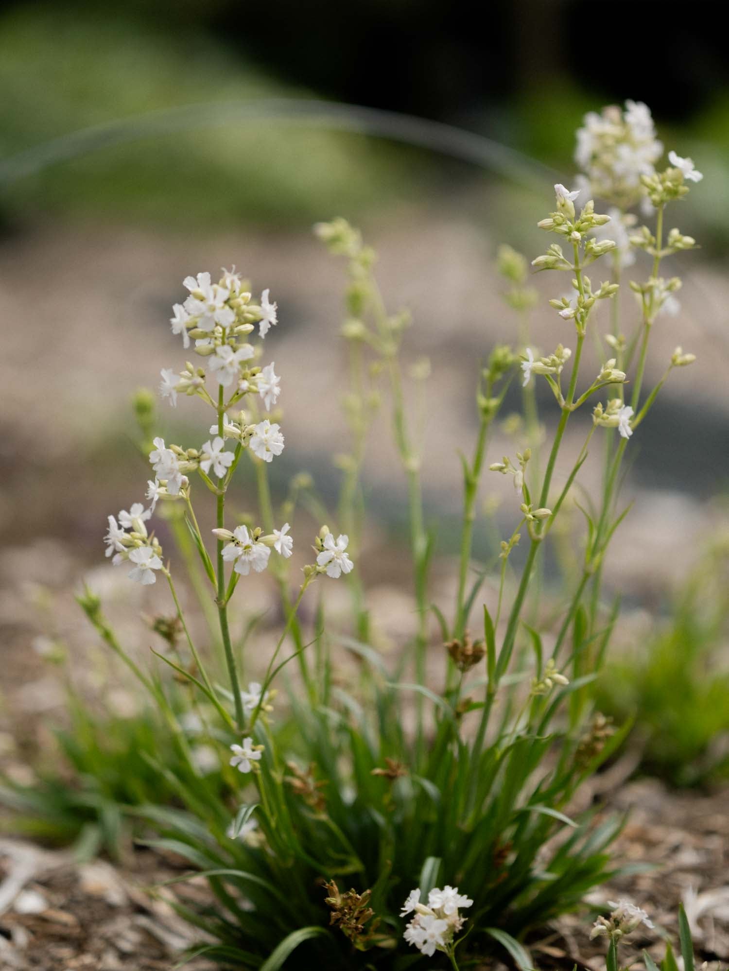 LYCHNIS viscaria- Alba 'Schnee' - PLANTS