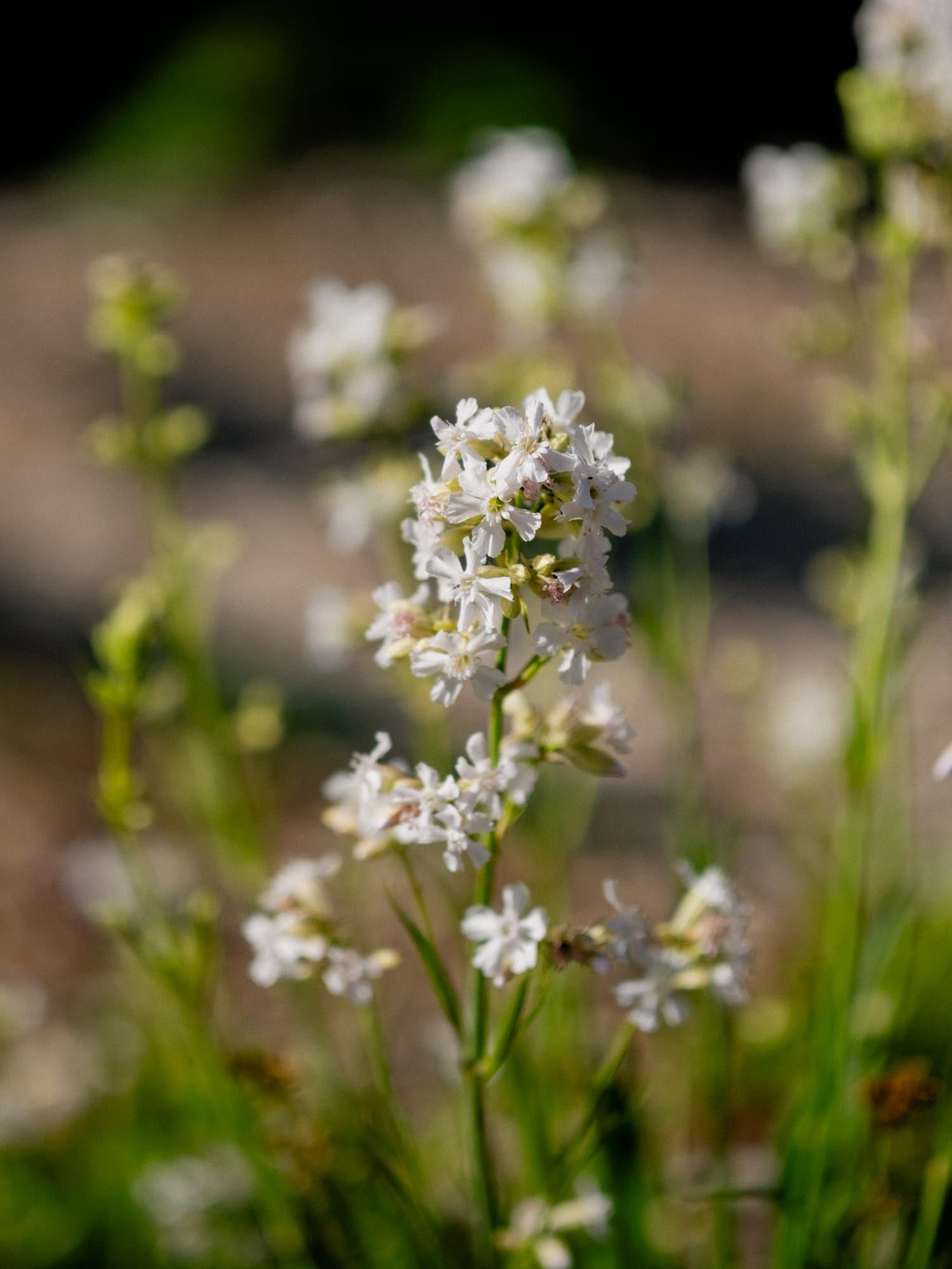 LYCHNIS viscaria- Alba 'Schnee' - PLANTS