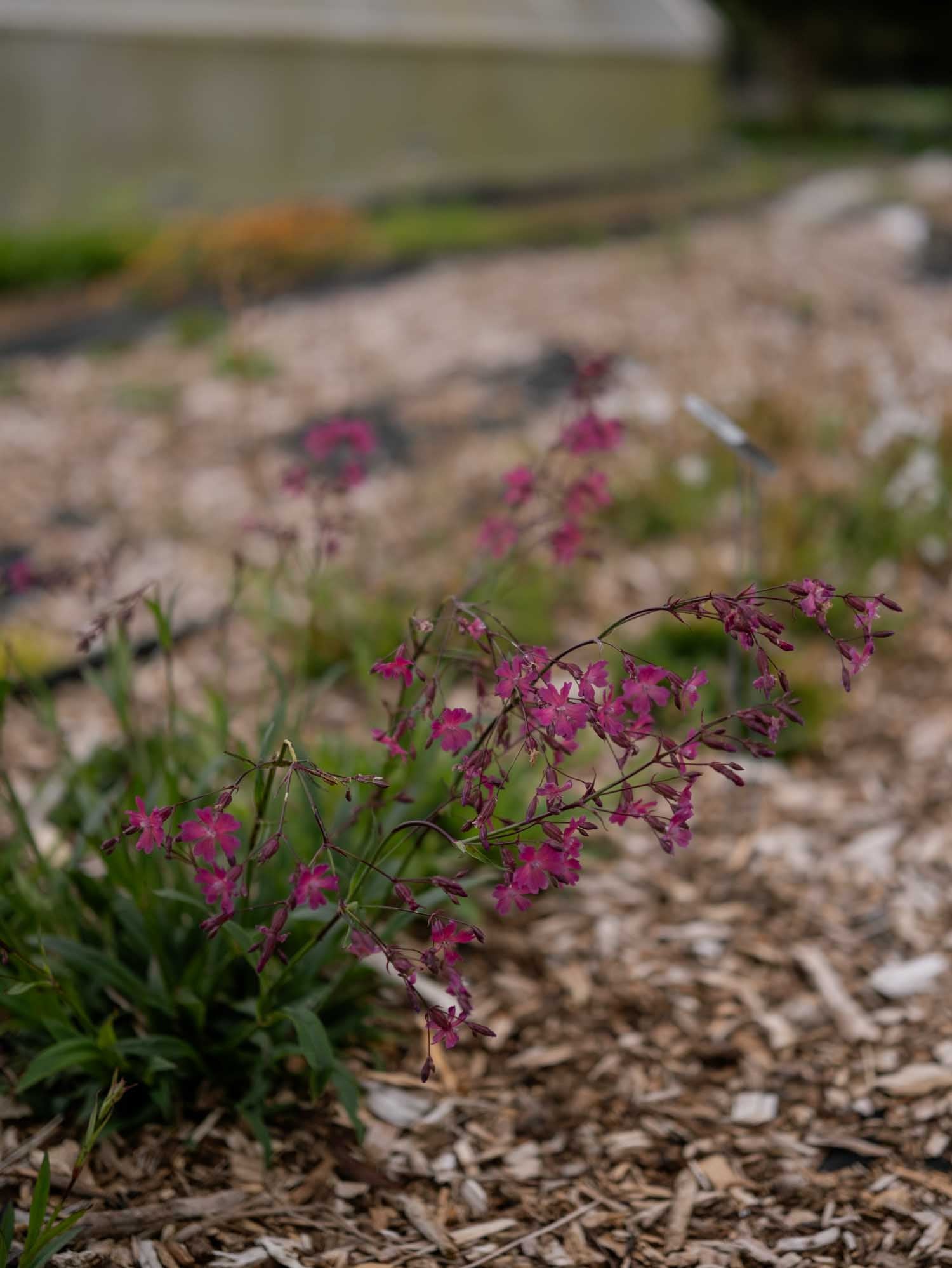 LYCHNIS atropurpurea - PLANTS