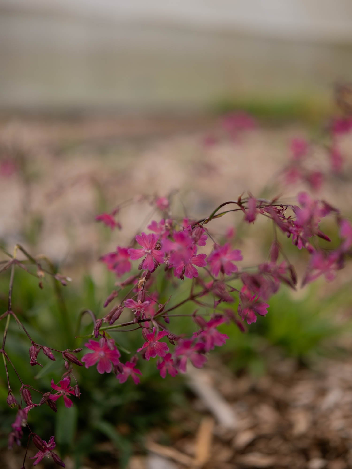 LYCHNIS atropurpurea - PLANTS