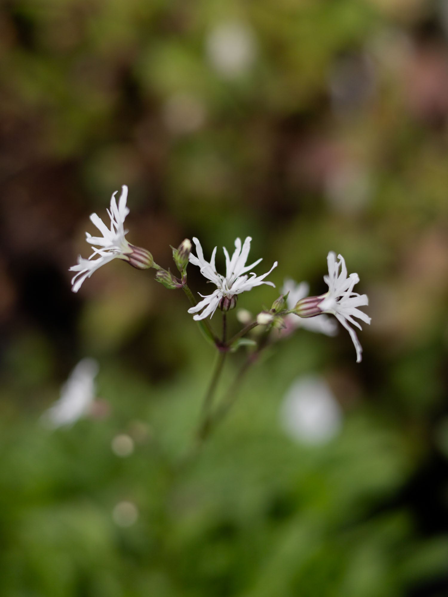 LYCHNIS Flos-cuculi - White Robin - PLANTS