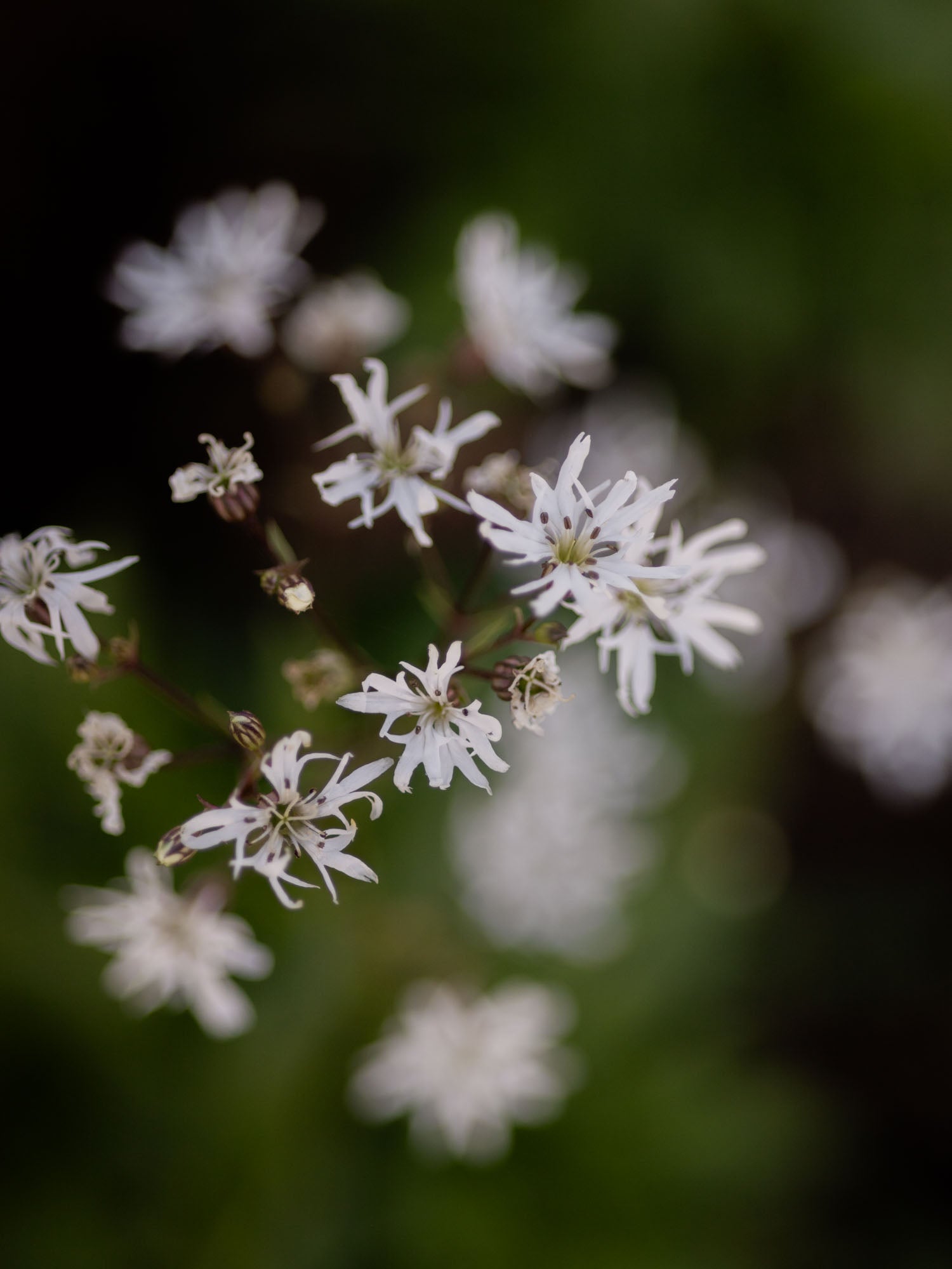 LYCHNIS Flos-cuculi - White Robin - PLANTS