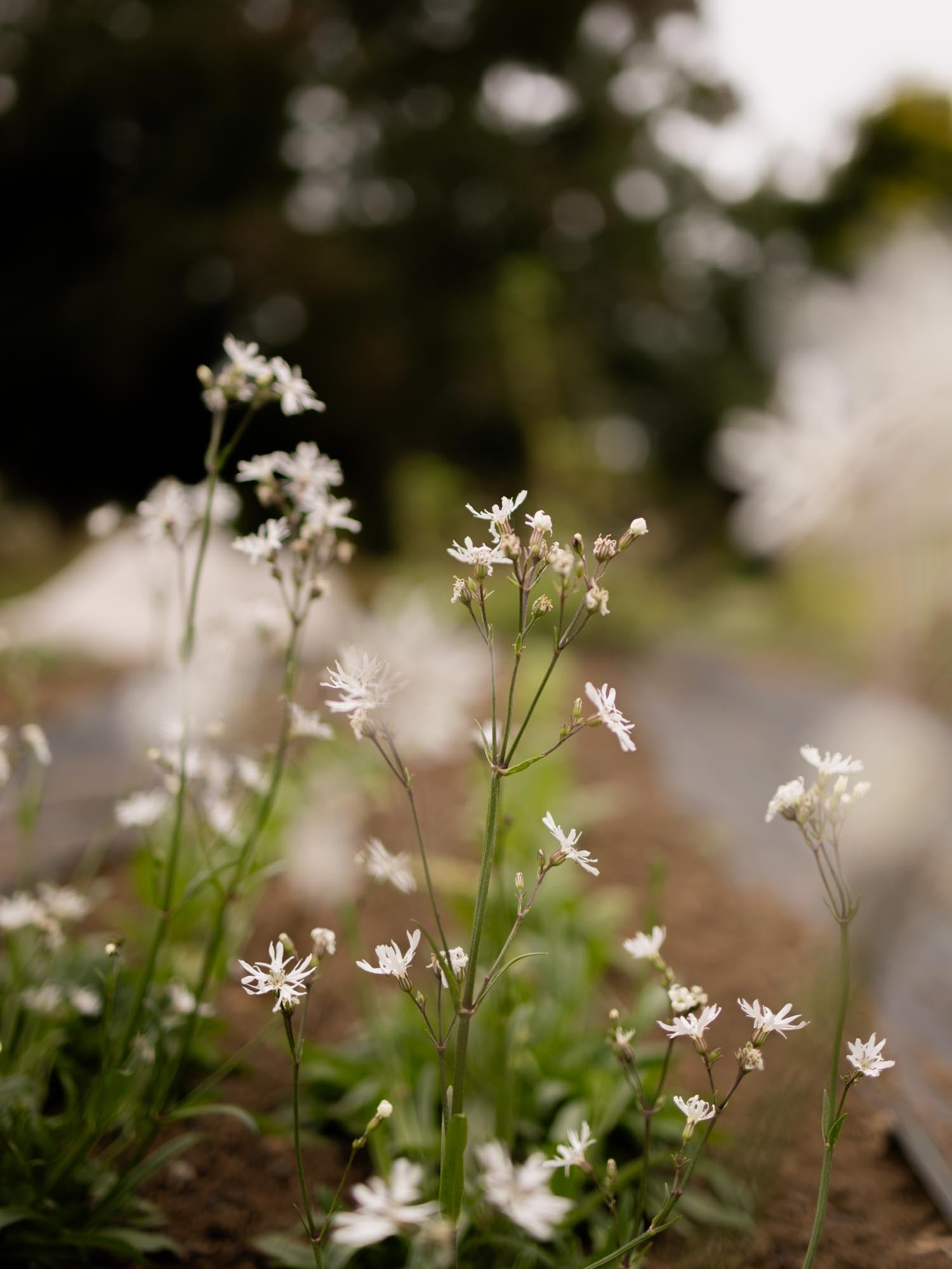 LYCHNIS Flos-cuculi - White Robin - PLANTS