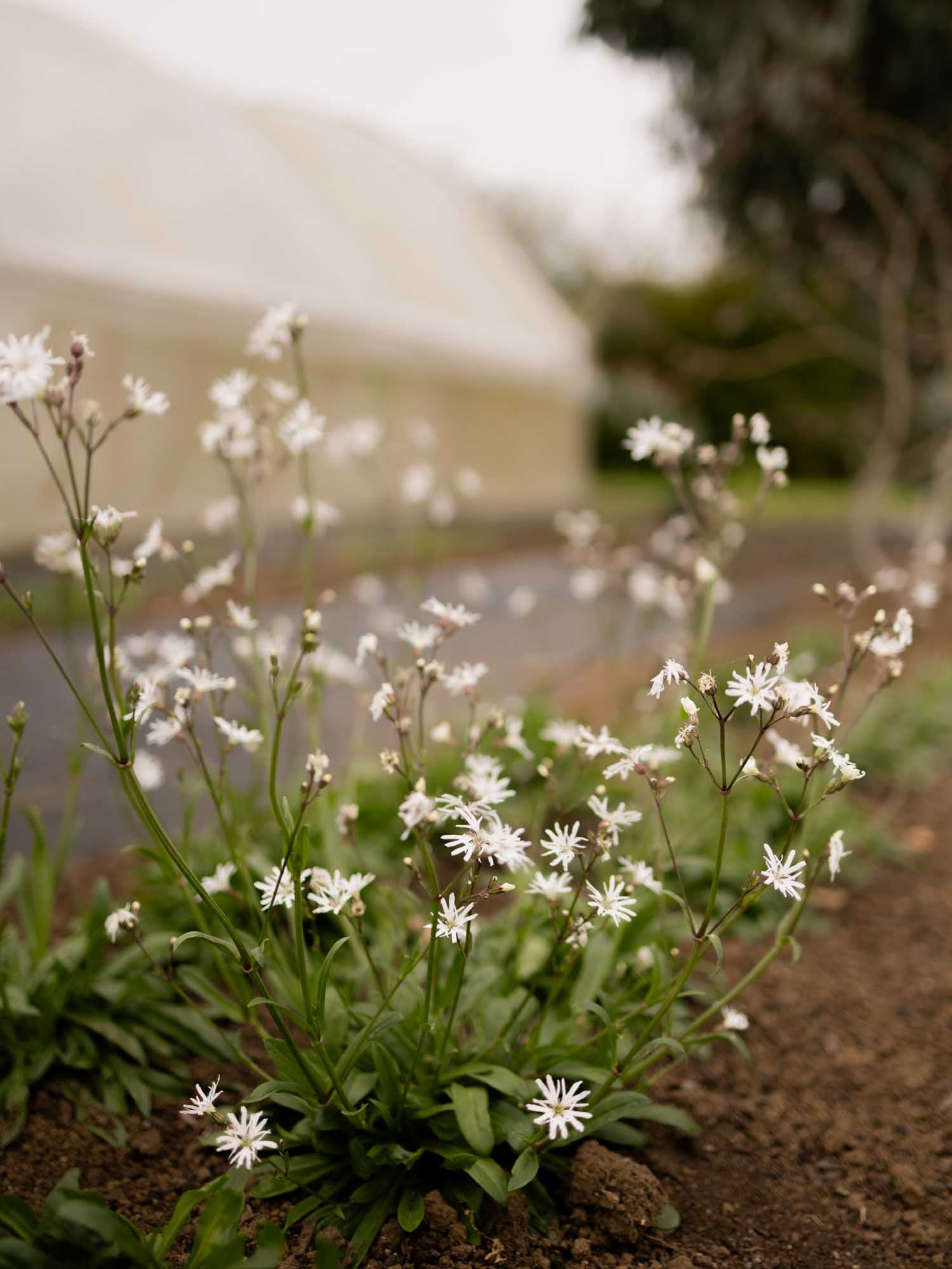 LYCHNIS Flos-cuculi - White Robin - PLANTS