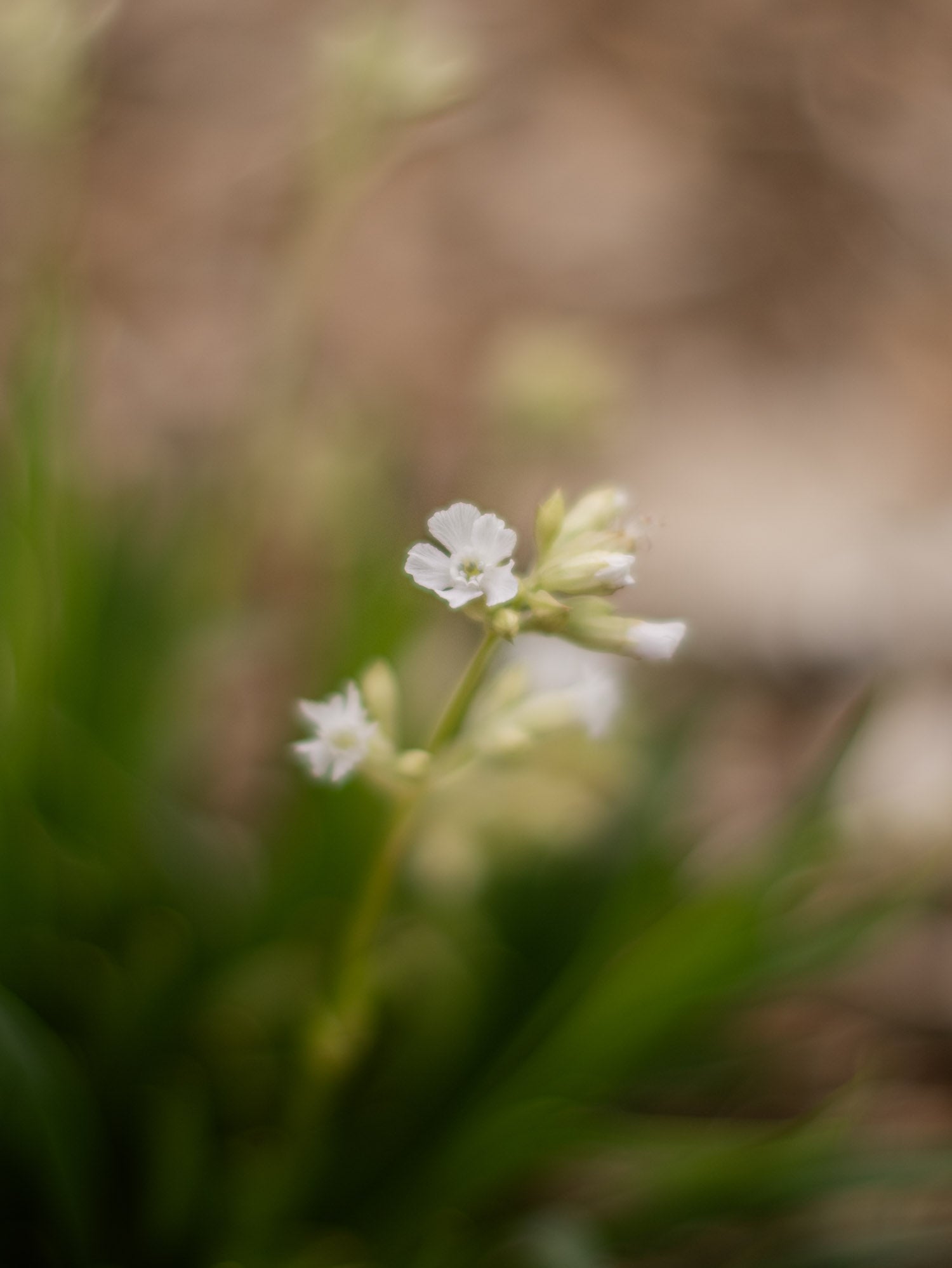 LYCHNIS viscaria- Alba 'Schnee' - PLANTS