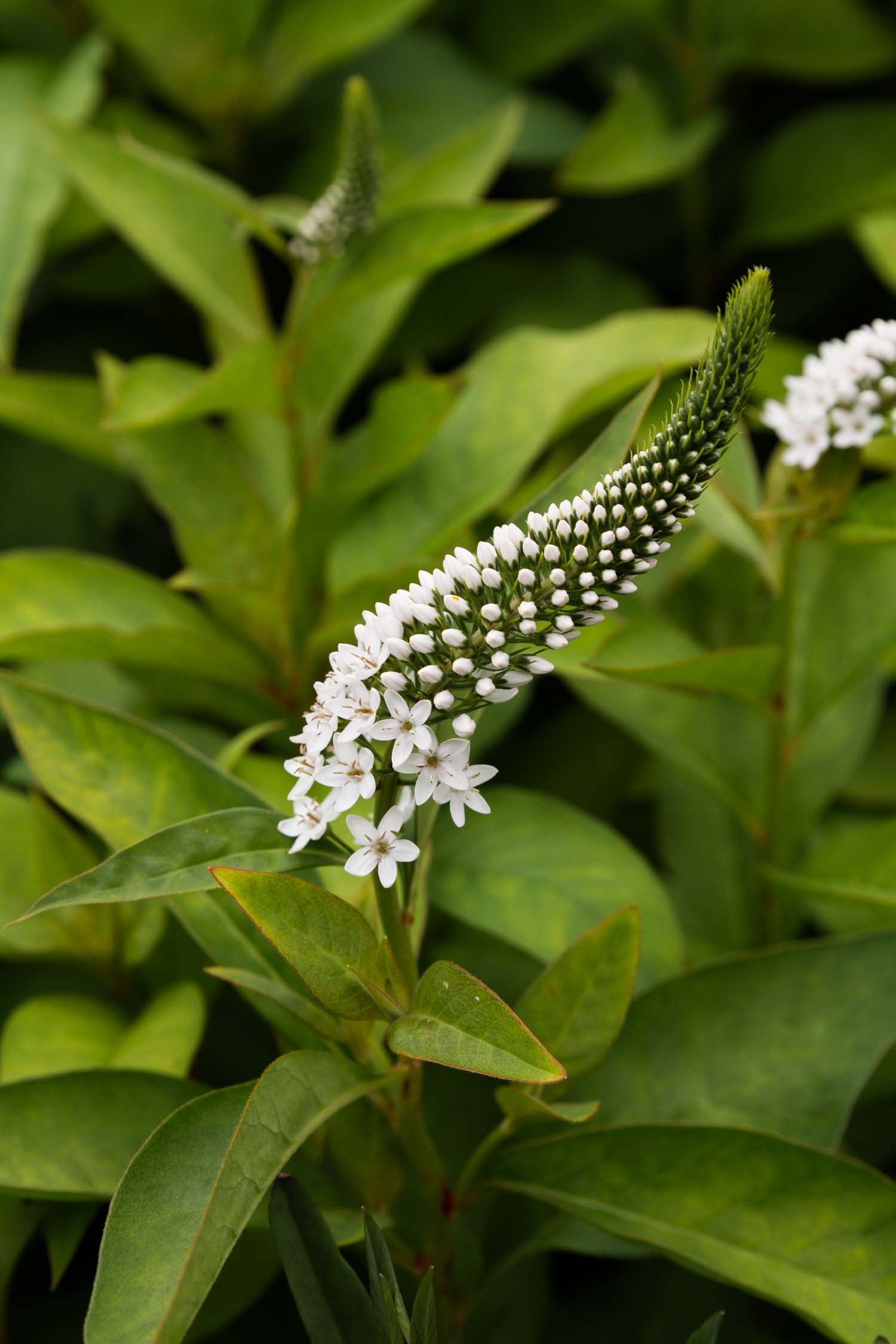 LYSIMACHIA - Lady Jane - PLANTS