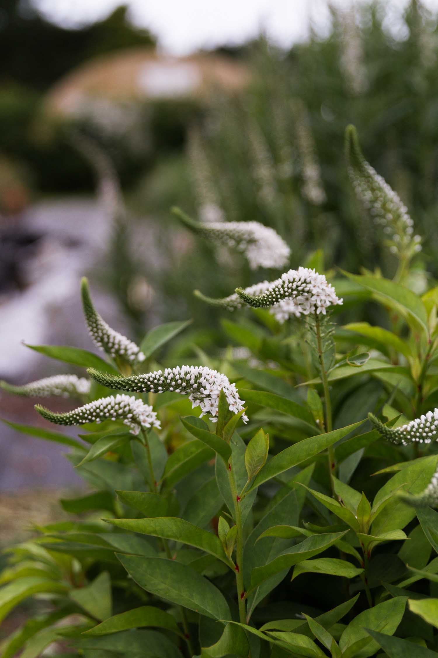 LYSIMACHIA - Lady Jane - PLANTS