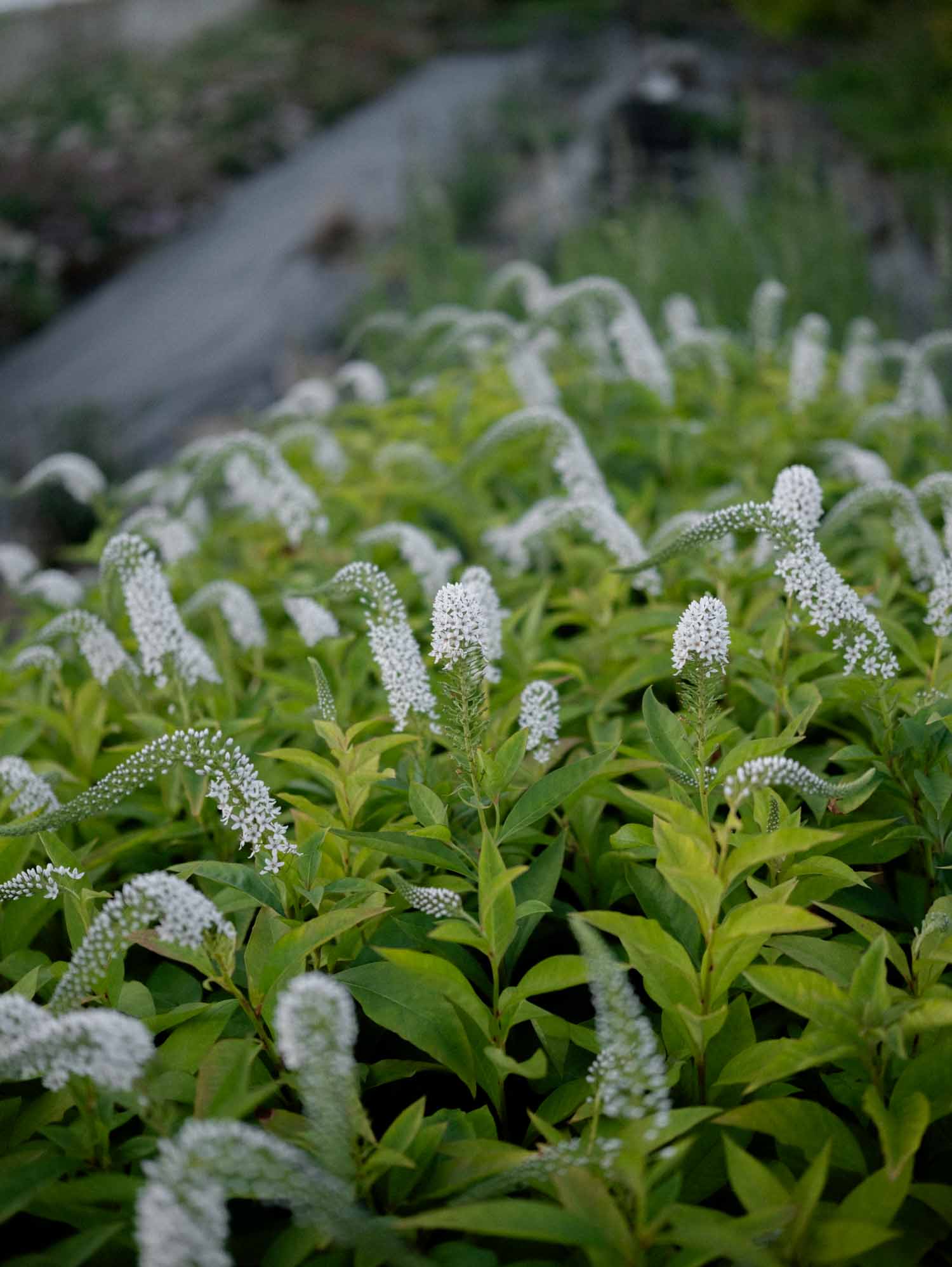 LYSIMACHIA - Lady Jane - PLANTS