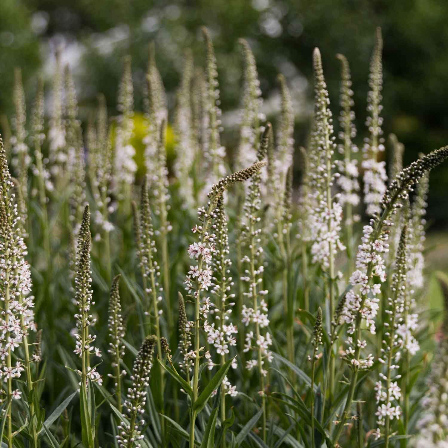 LYSIMACHIA - Silver Loosestrife - PLANTS