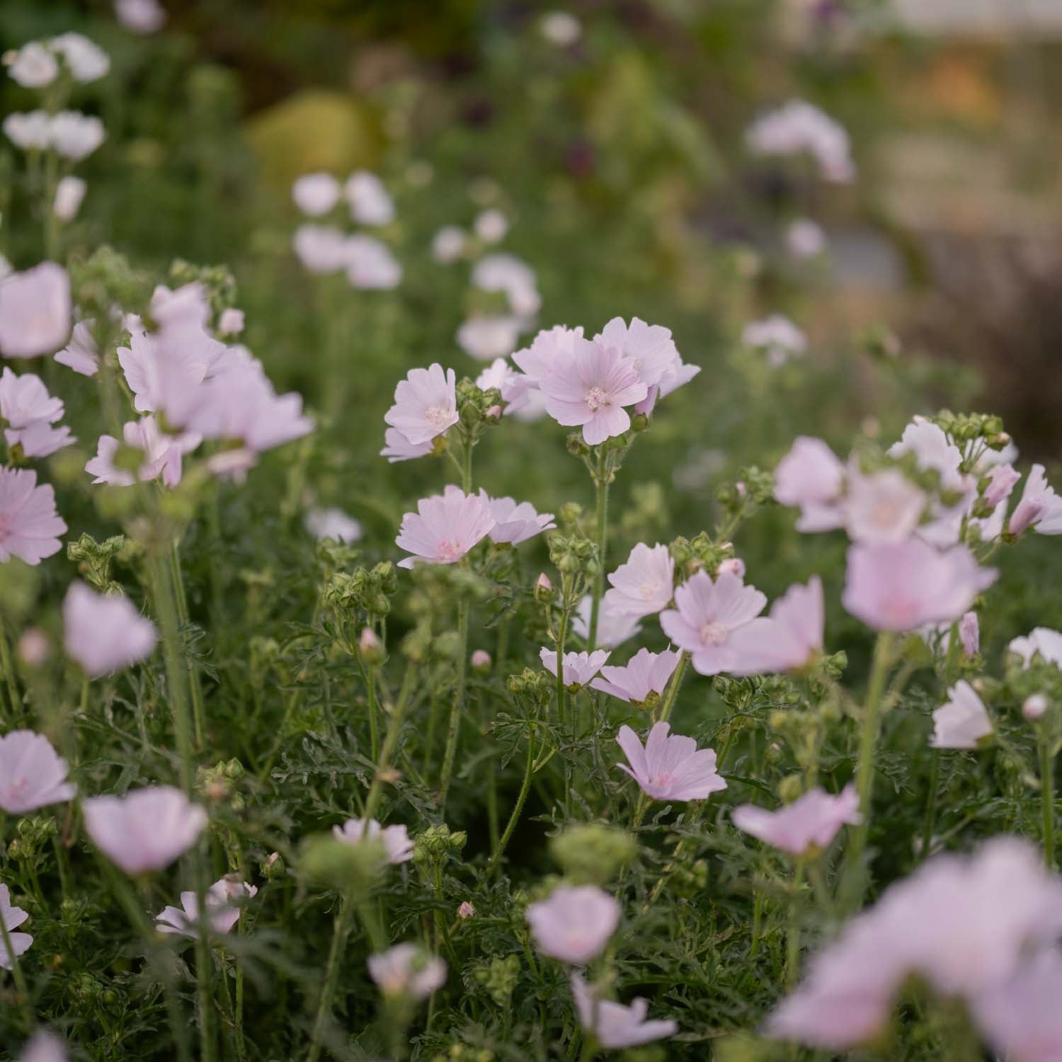 MALVA moschata - Appleblossom - PLANTS