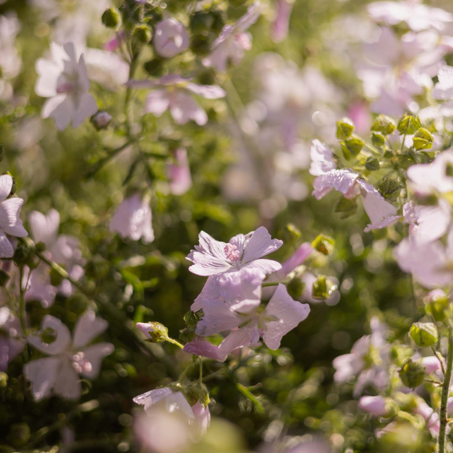 MALVA moschata - Appleblossom - PLANTS