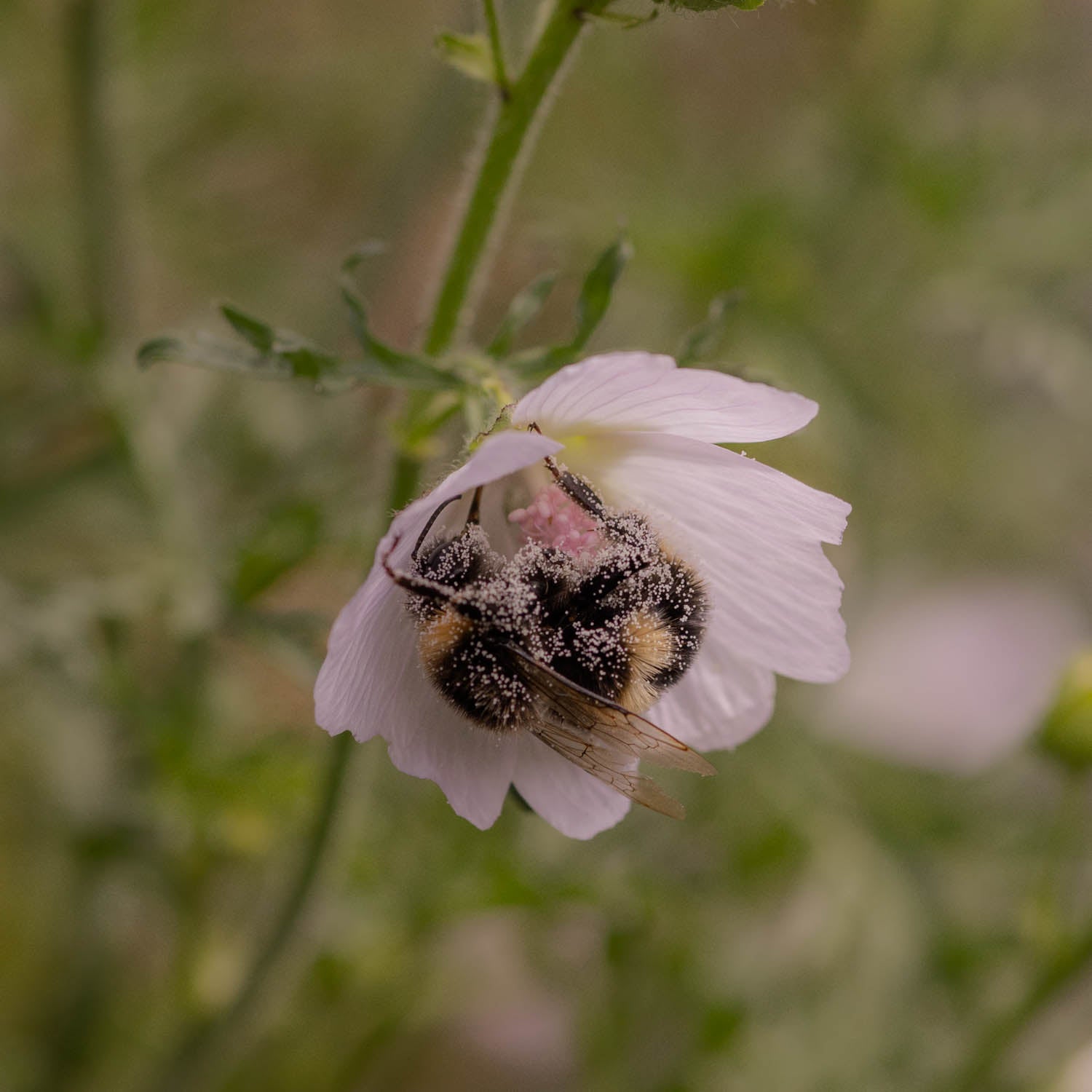 MALVA moschata - Appleblossom - PLANTS